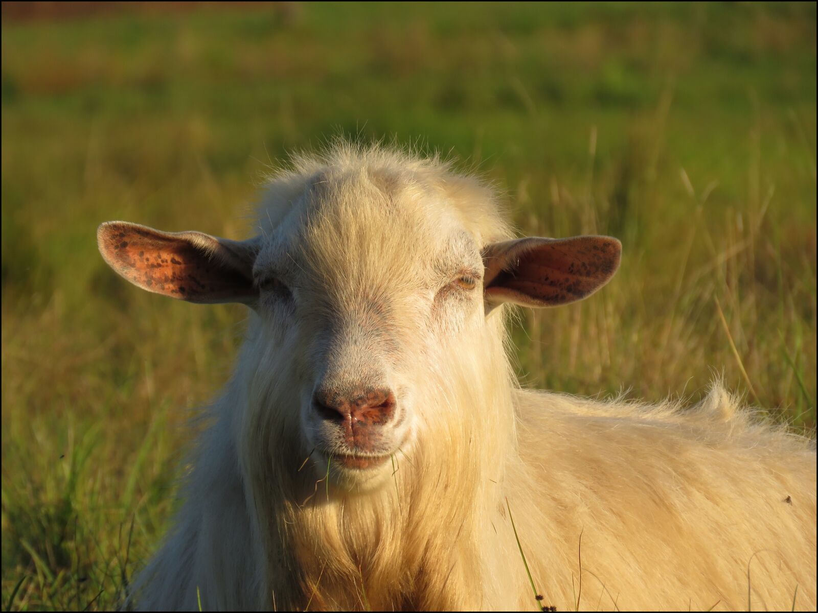 Canon PowerShot SX60 HS sample photo. Goat, nature, fur photography