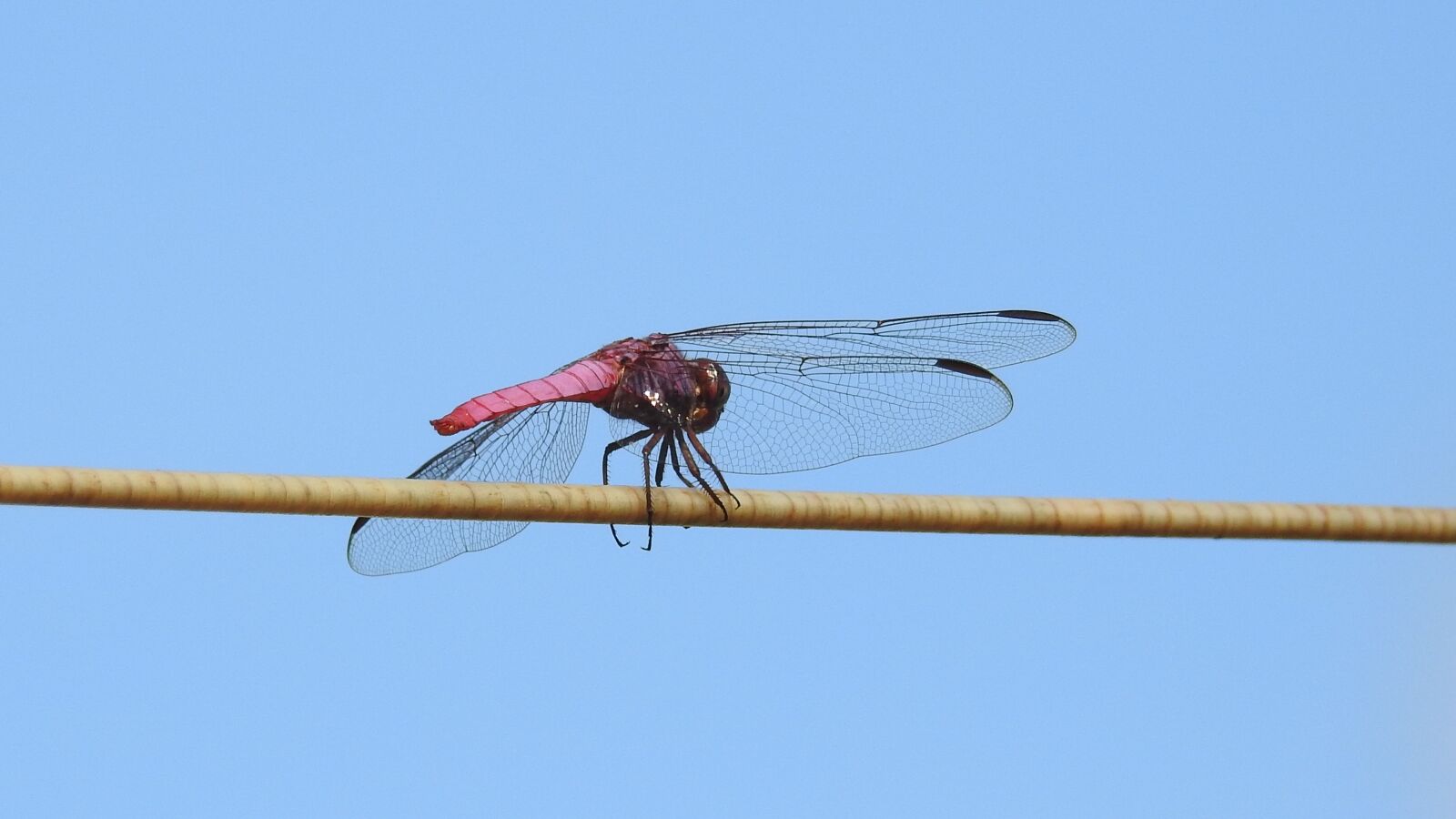 Nikon Coolpix P900 sample photo. Wing, flight, fly photography