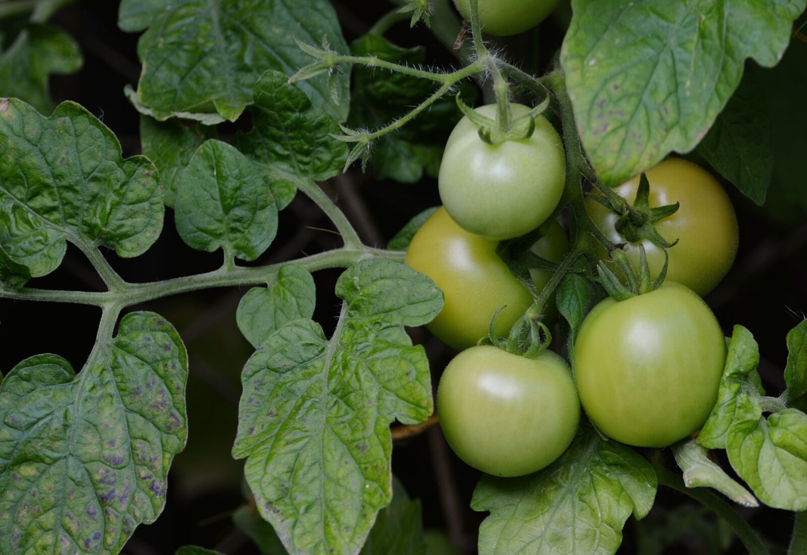 Nikon D5200 sample photo. Tomatoes, bush tomatoes, immature photography