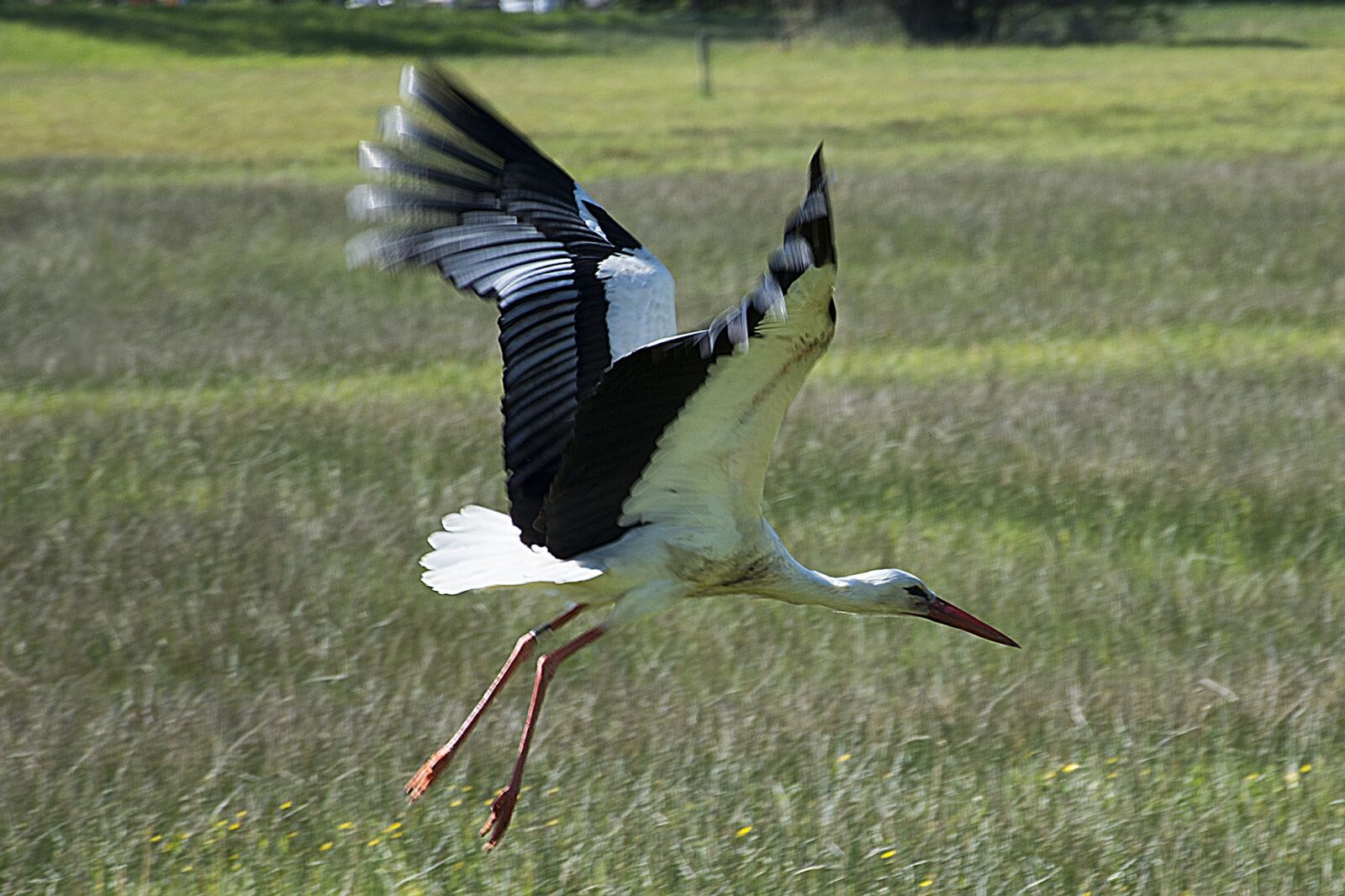 Nikon D7200 sample photo. Departure, stork, flight photography