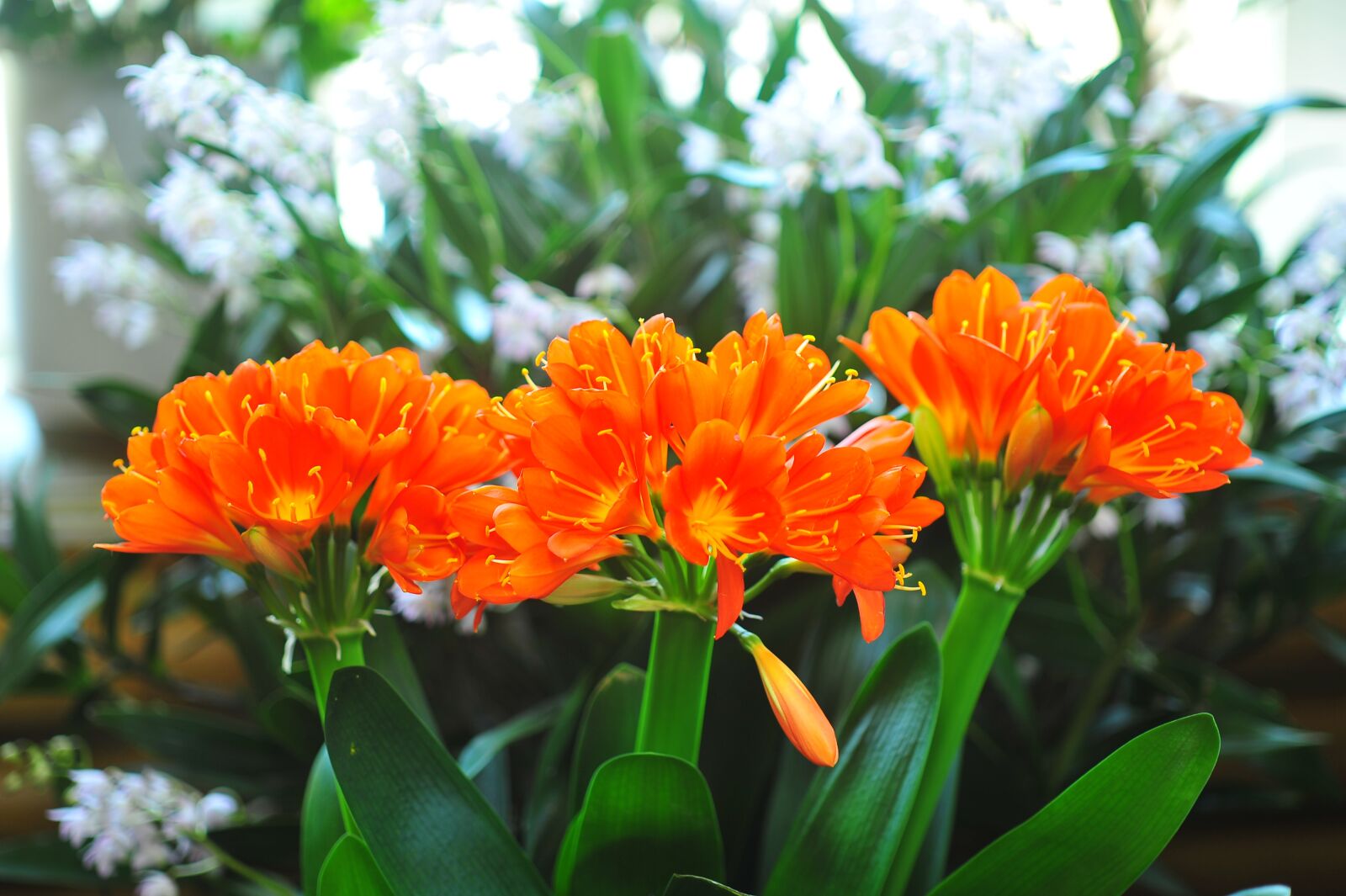 Nikon D3S sample photo. Flowers, clivia miniata, spring photography