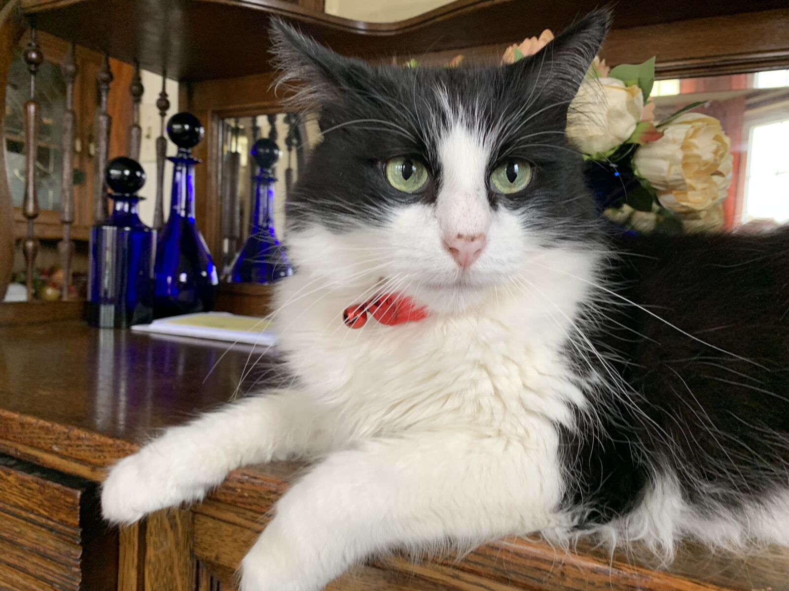 Apple iPhone XR sample photo. Cat, long-haired, tuxedo photography