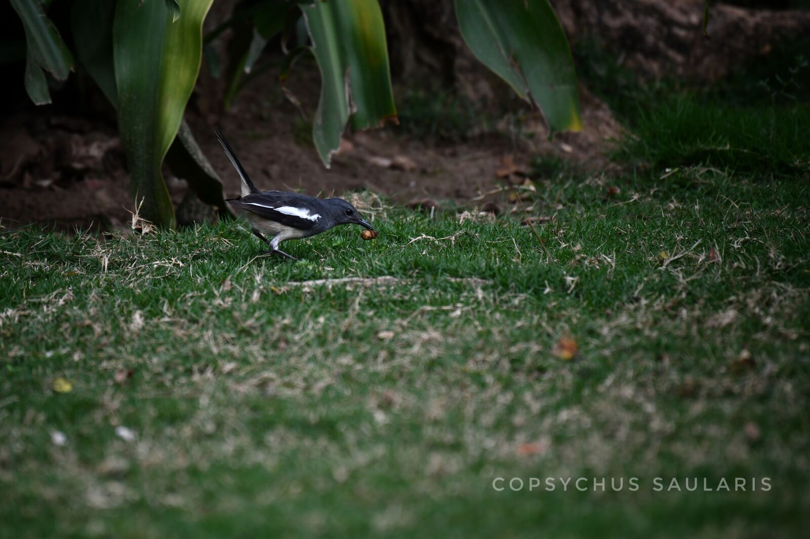 Nikon D850 sample photo. Bird, collared, songbird photography