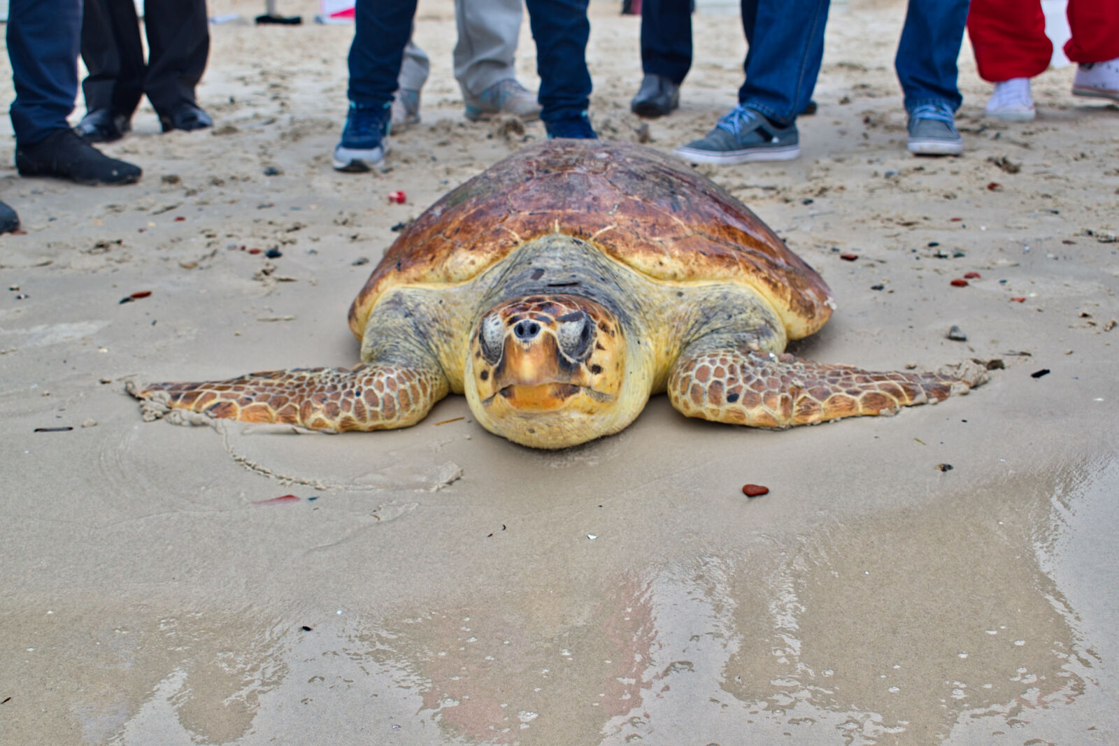 Nikon D5500 sample photo. Animal, animal, photography, beach photography