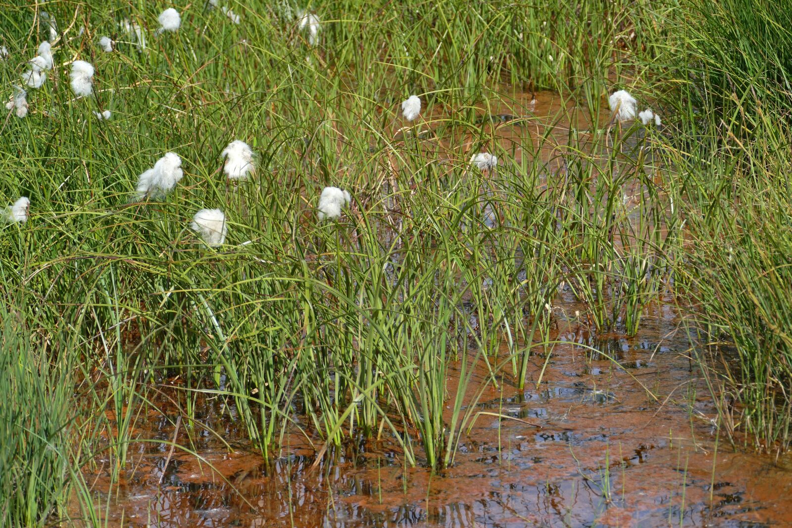 Panasonic Lumix DMC-FZ1000 sample photo. Cottongrass, moor, swamp photography