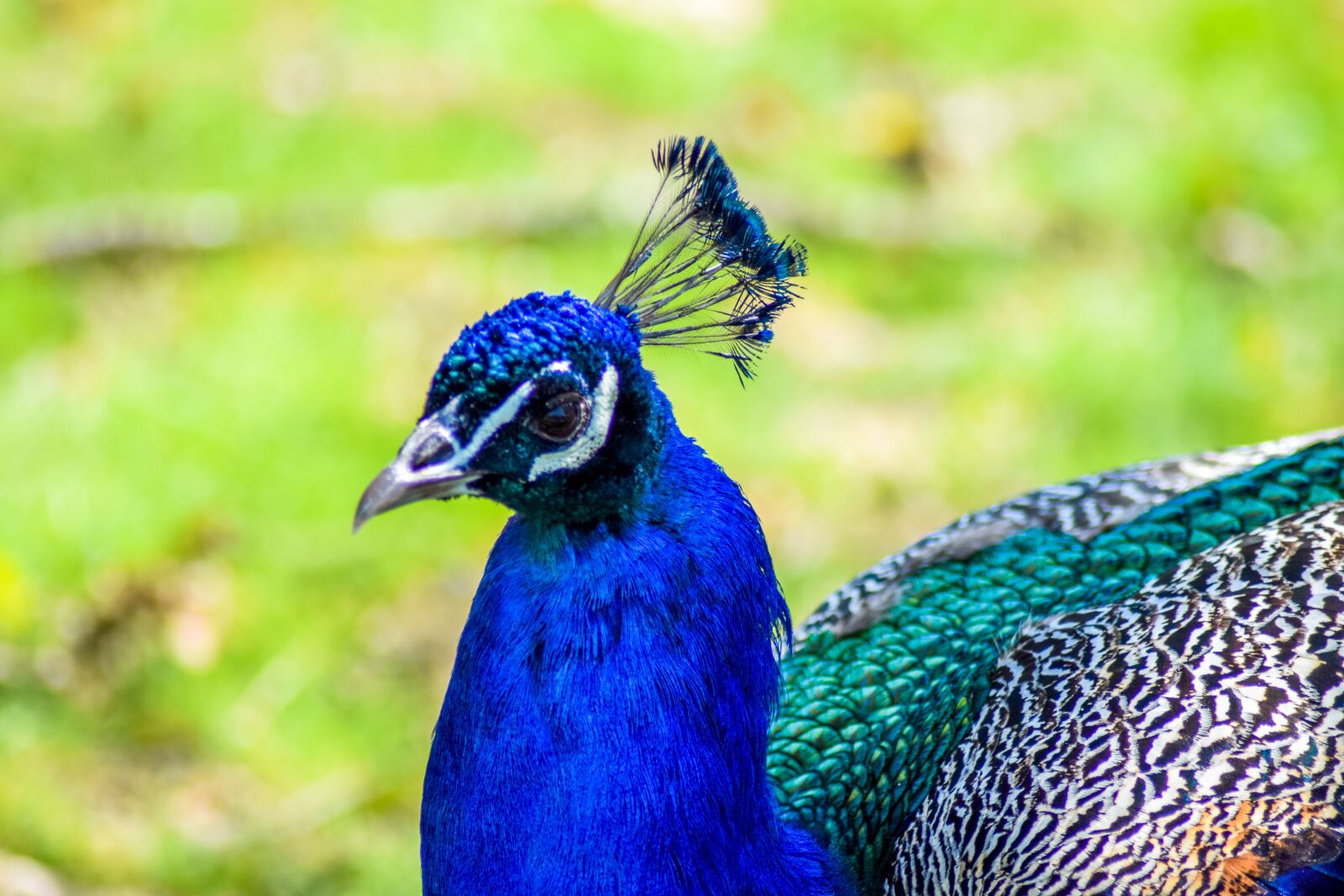 Nikon D5300 sample photo. Zoo, paugres, ardeche photography