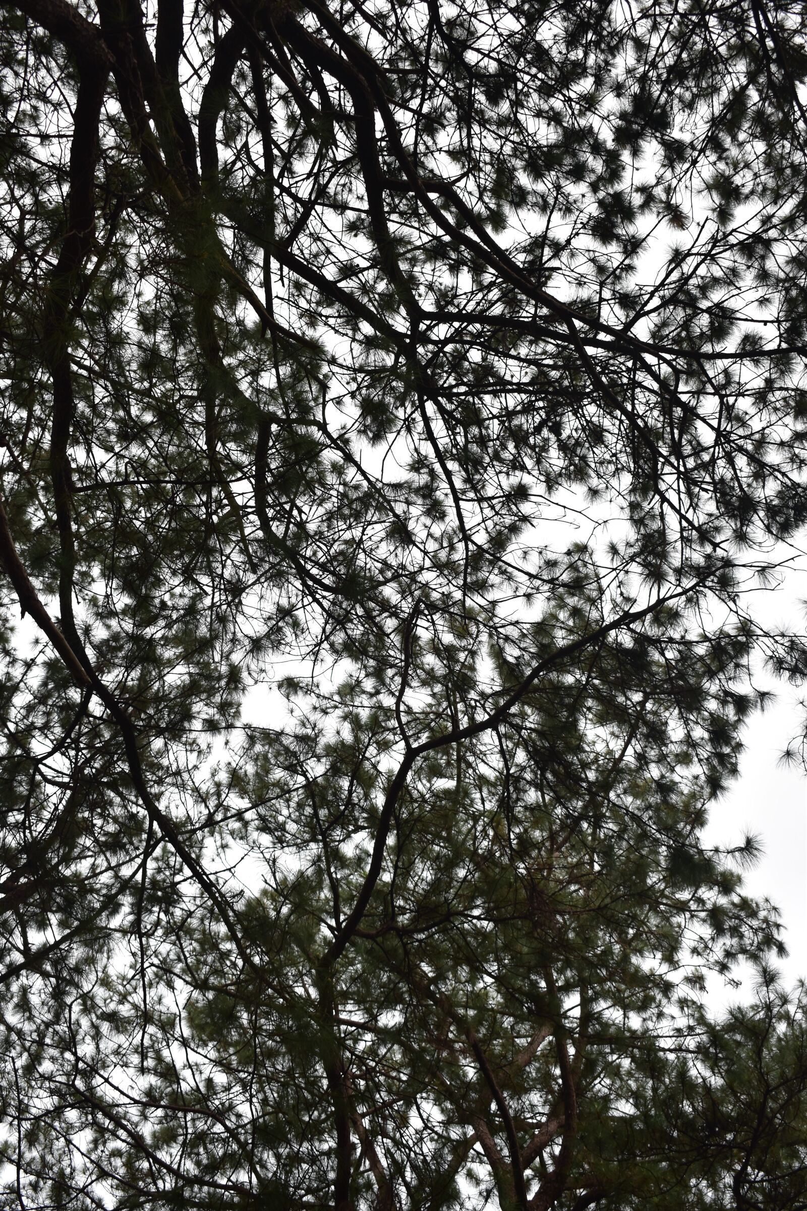 Nikon D5500 sample photo. Tree patterns, leave and photography