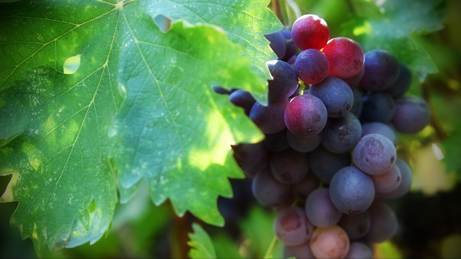 Nikon D750 sample photo. Green, grapes, wine photography