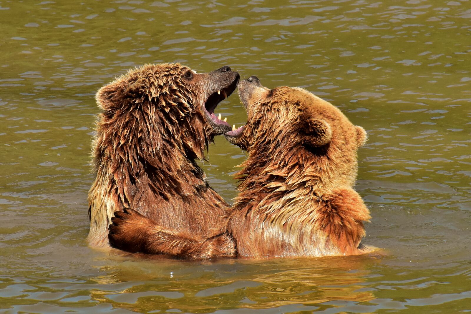 Nikon D7200 sample photo. European brown bear, play photography
