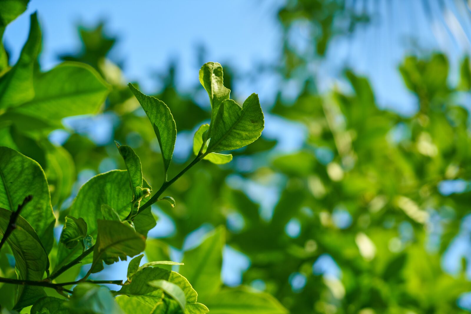 Sony a7R II sample photo. Tree, leaves, current season photography