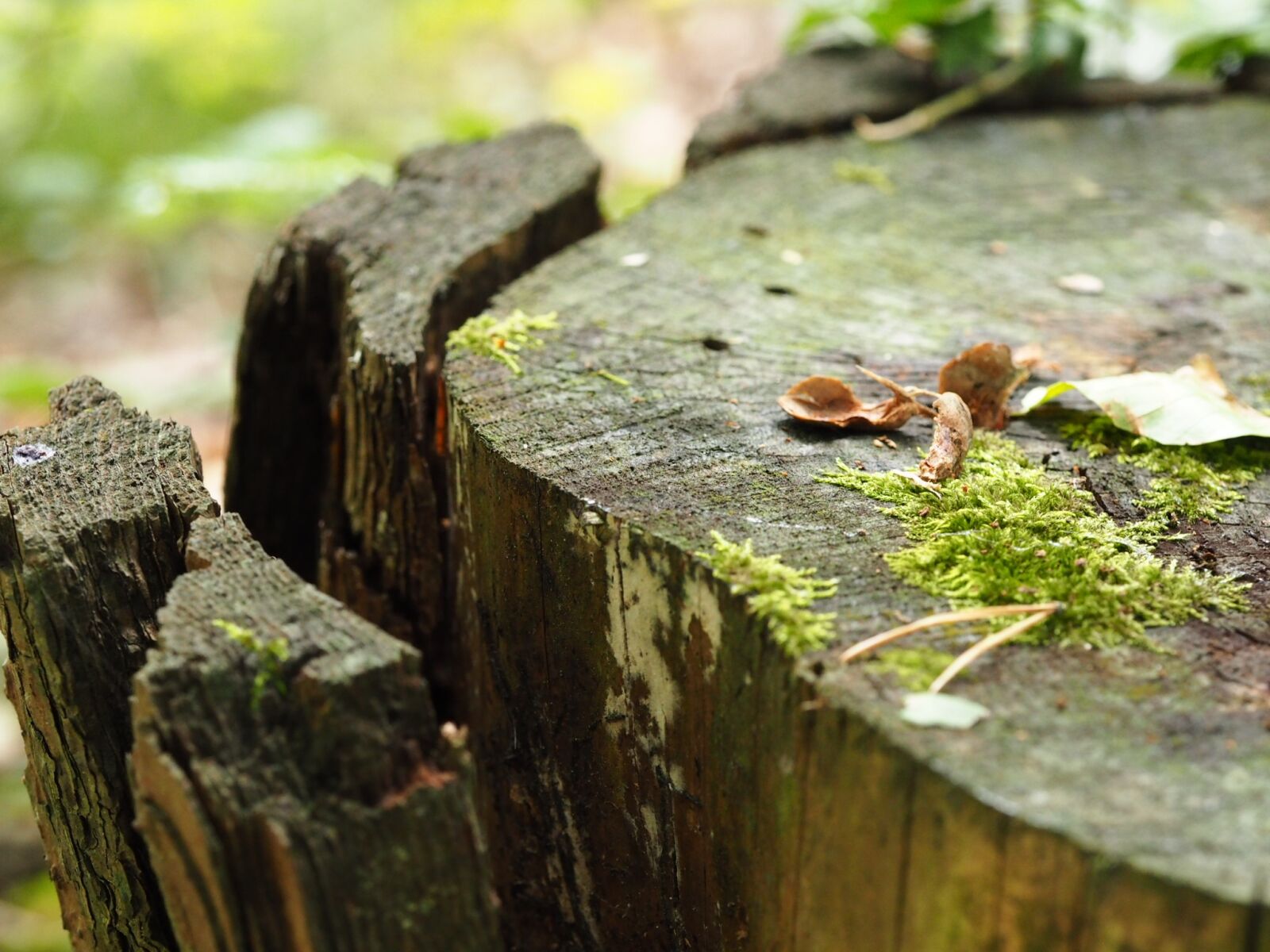 Olympus PEN E-PL7 sample photo. Wood, moss, pattern photography