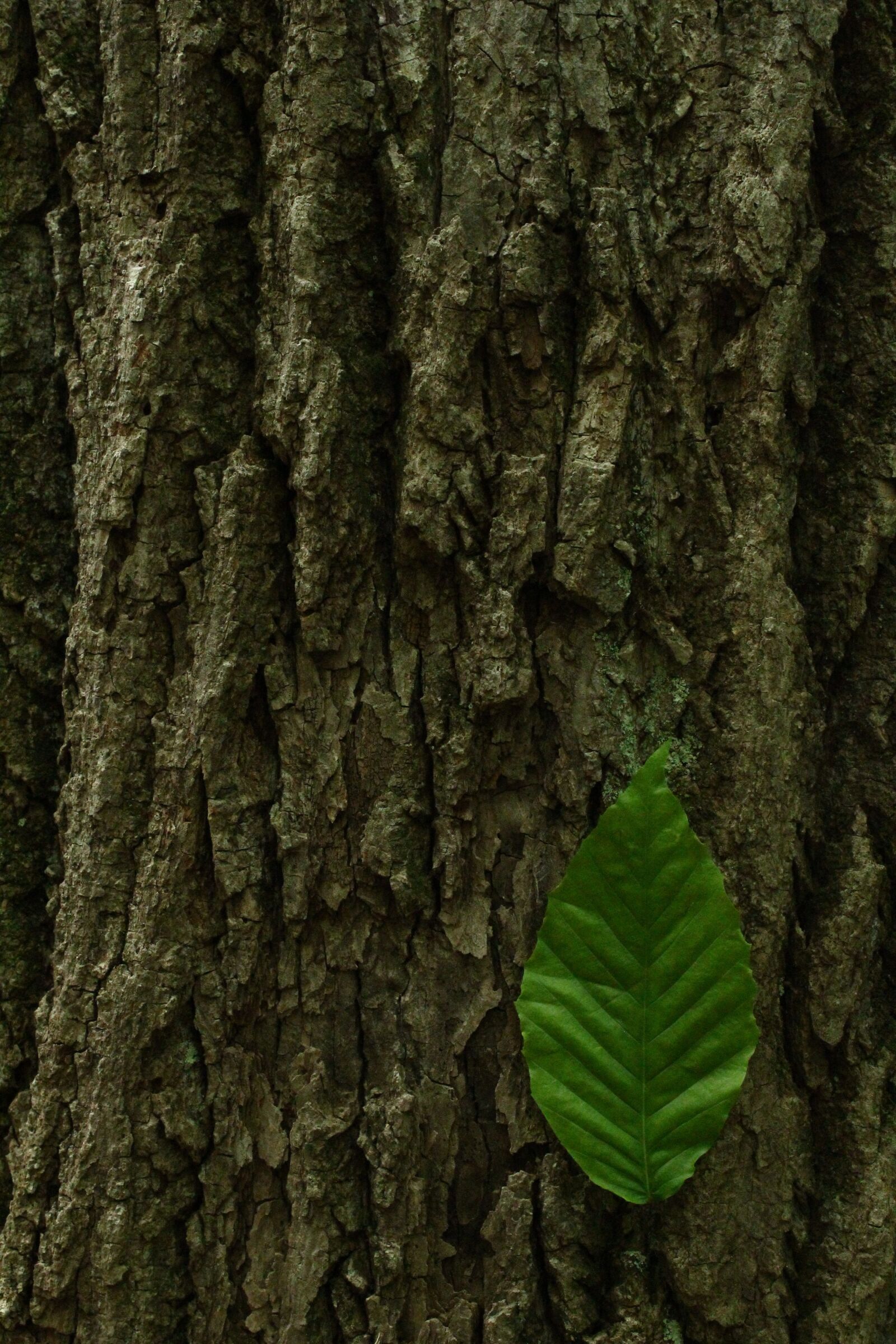 Canon EOS 1300D (EOS Rebel T6 / EOS Kiss X80) sample photo. Nature, leaf, tree photography