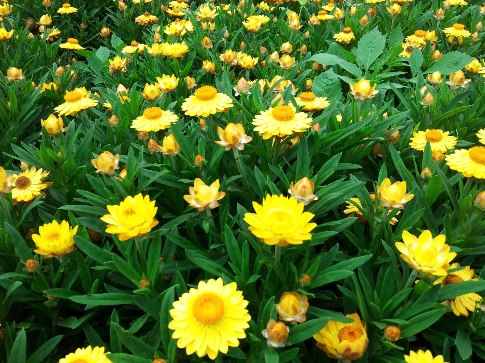Samsung Galaxy Note sample photo. Flower, korea, garden photography