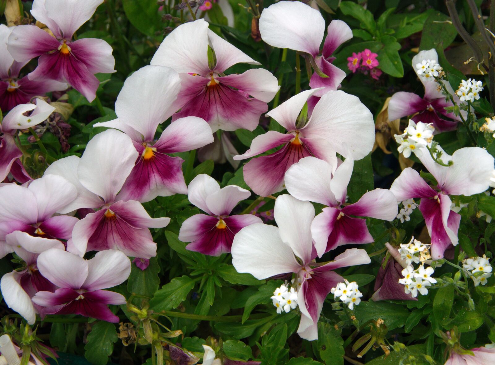 Pentax K-5 sample photo. Thinking, viola tricolor, viola photography