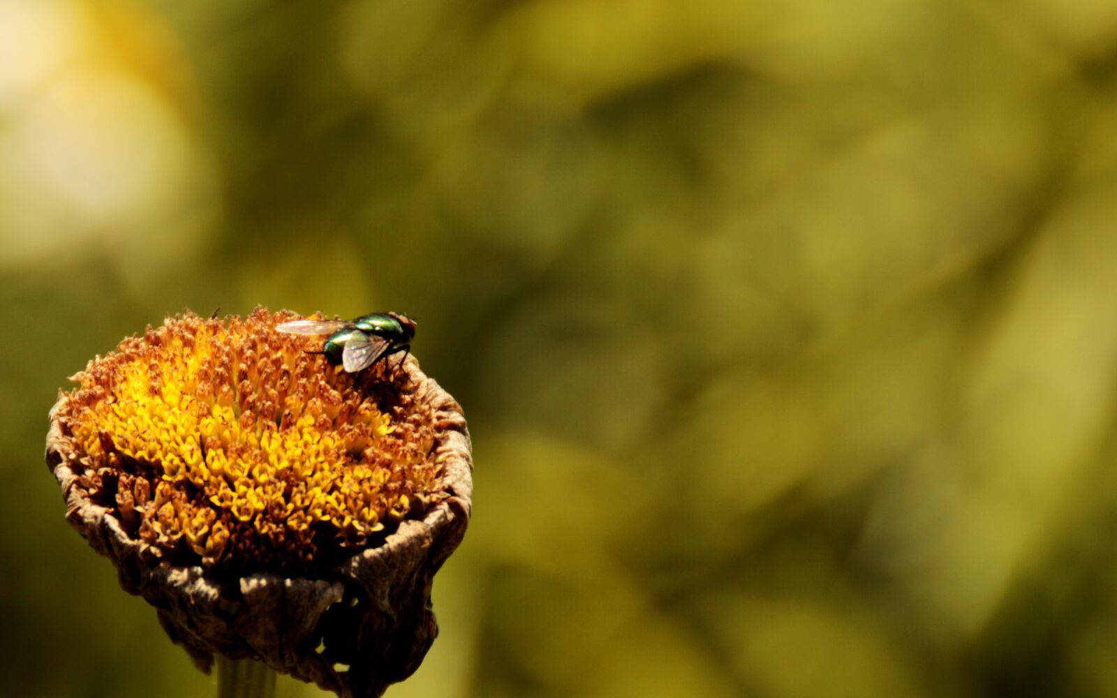 Canon EOS 650D (EOS Rebel T4i / EOS Kiss X6i) sample photo. Fly, flower, green photography