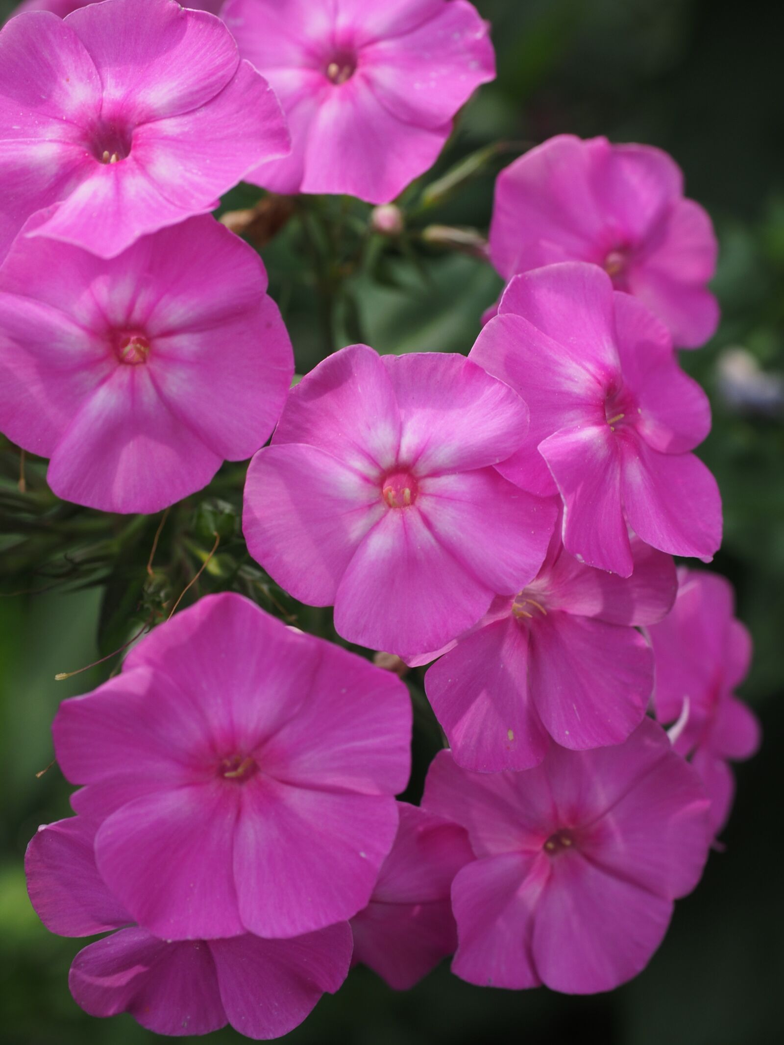 Olympus OM-D E-M1 + Olympus M.Zuiko Digital ED 12-40mm F2.8 Pro sample photo. Phlox, lock-up herb plants photography