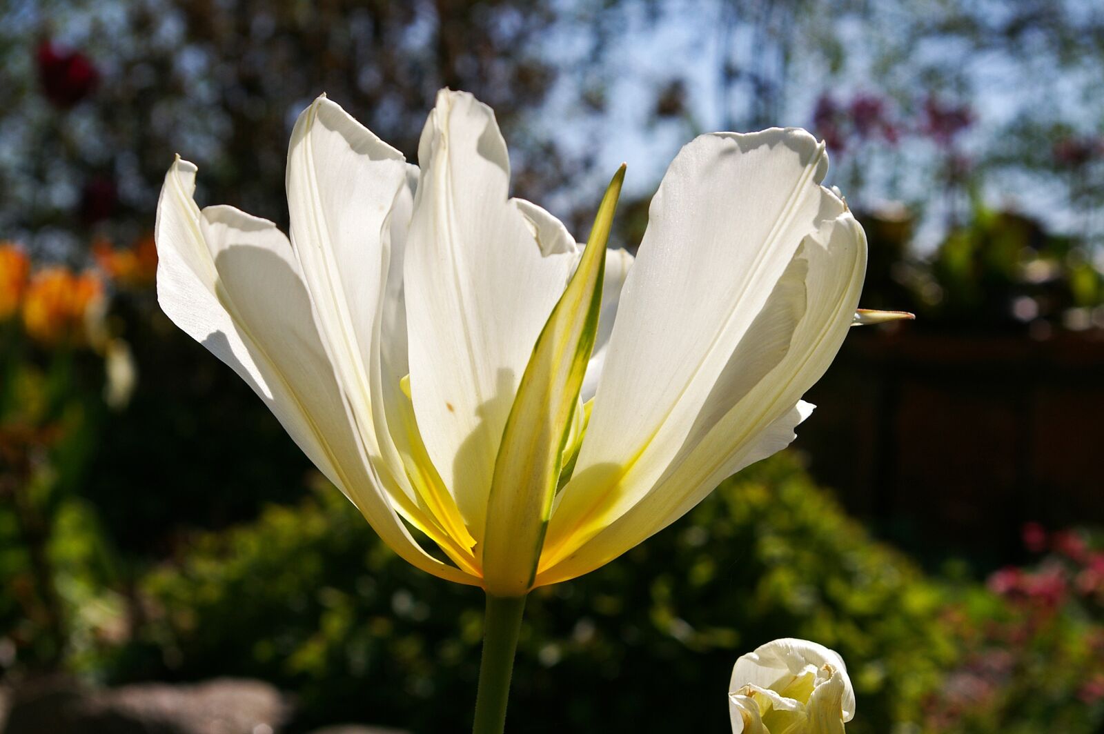Pentax *ist DL2 sample photo. Tulips, white tulips, white photography