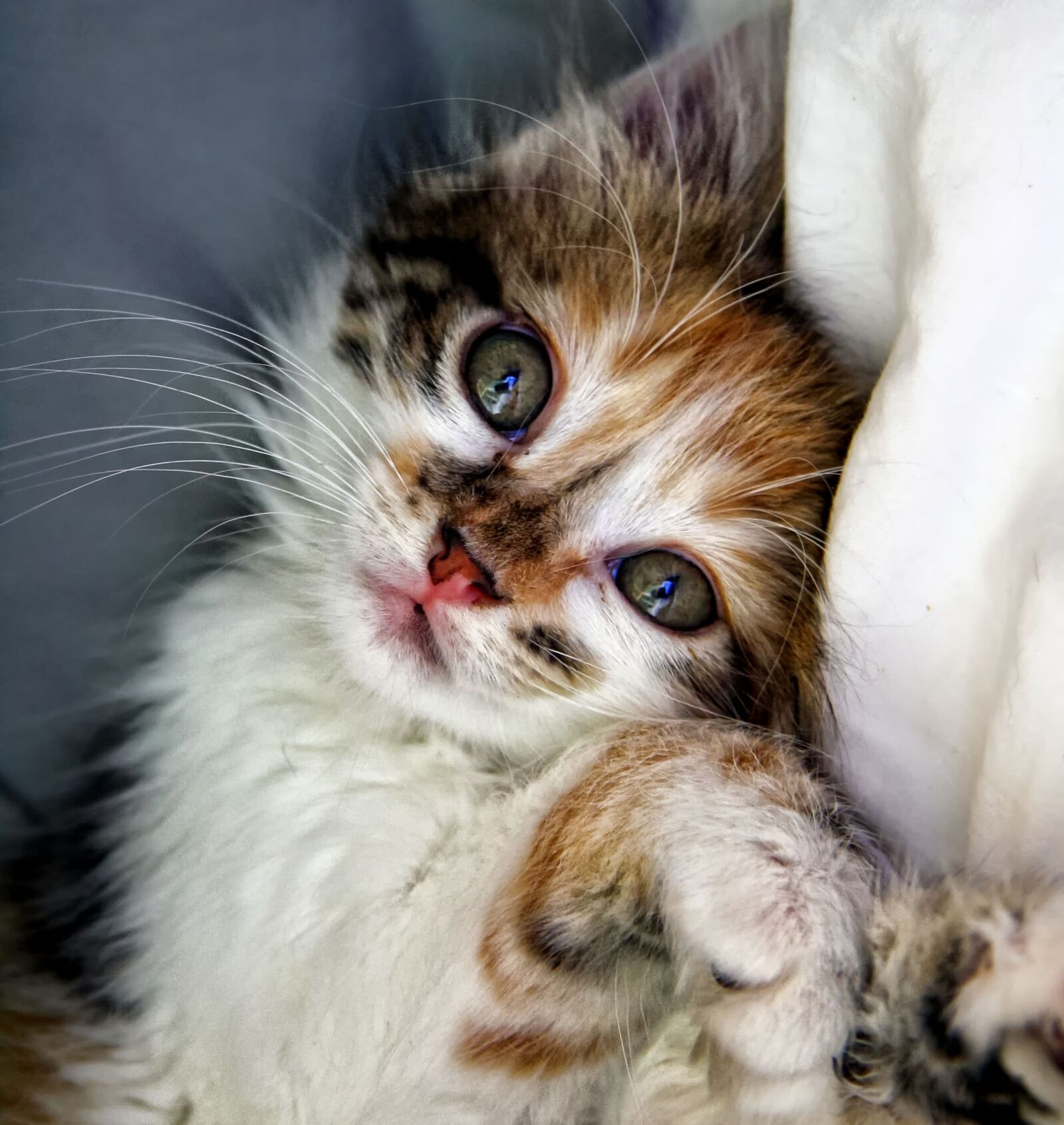 Canon EOS 1000D (EOS Digital Rebel XS / EOS Kiss F) sample photo. Cat, kitten, animals photography