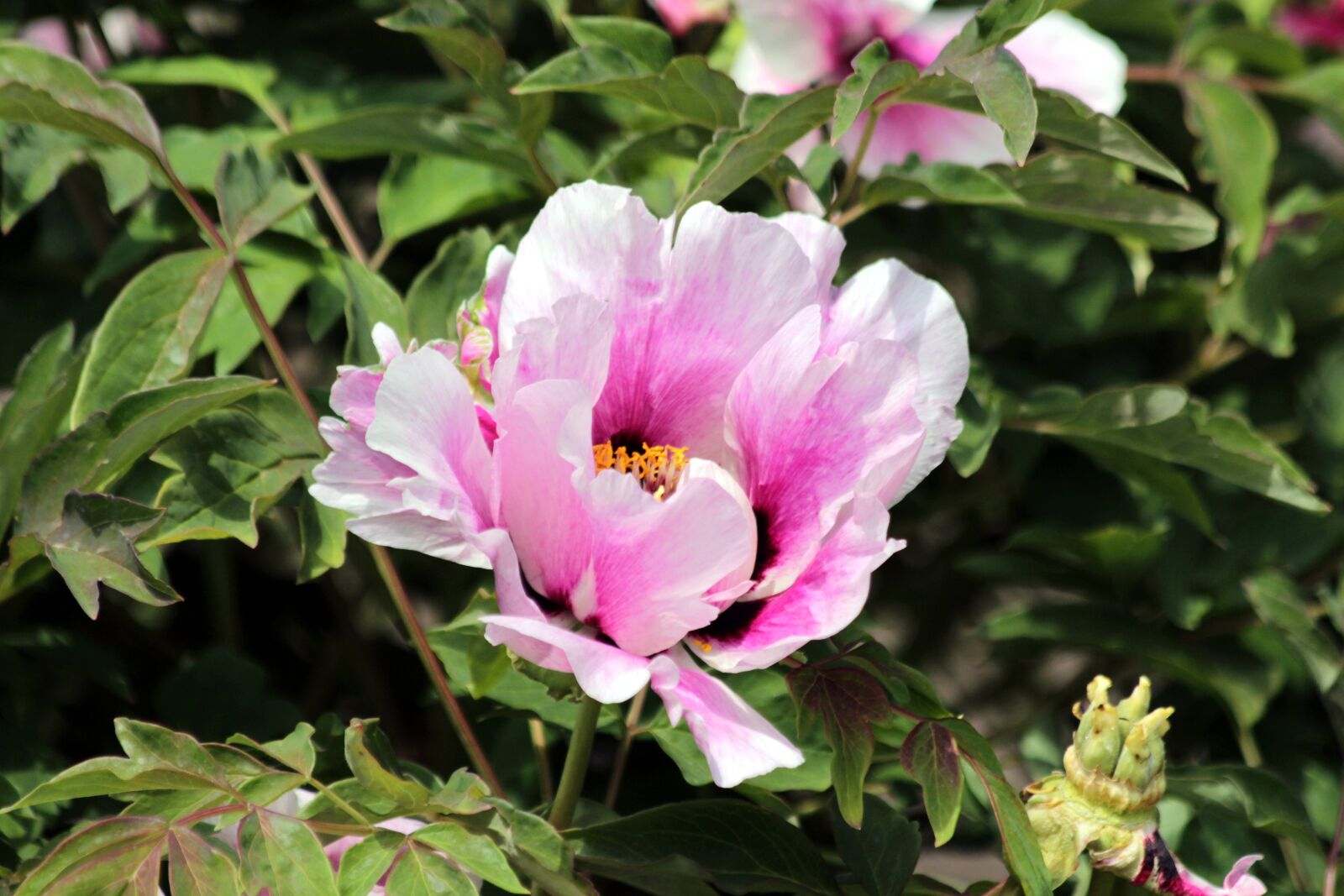 Canon EOS 650D (EOS Rebel T4i / EOS Kiss X6i) sample photo. Peony, flowers, bright photography