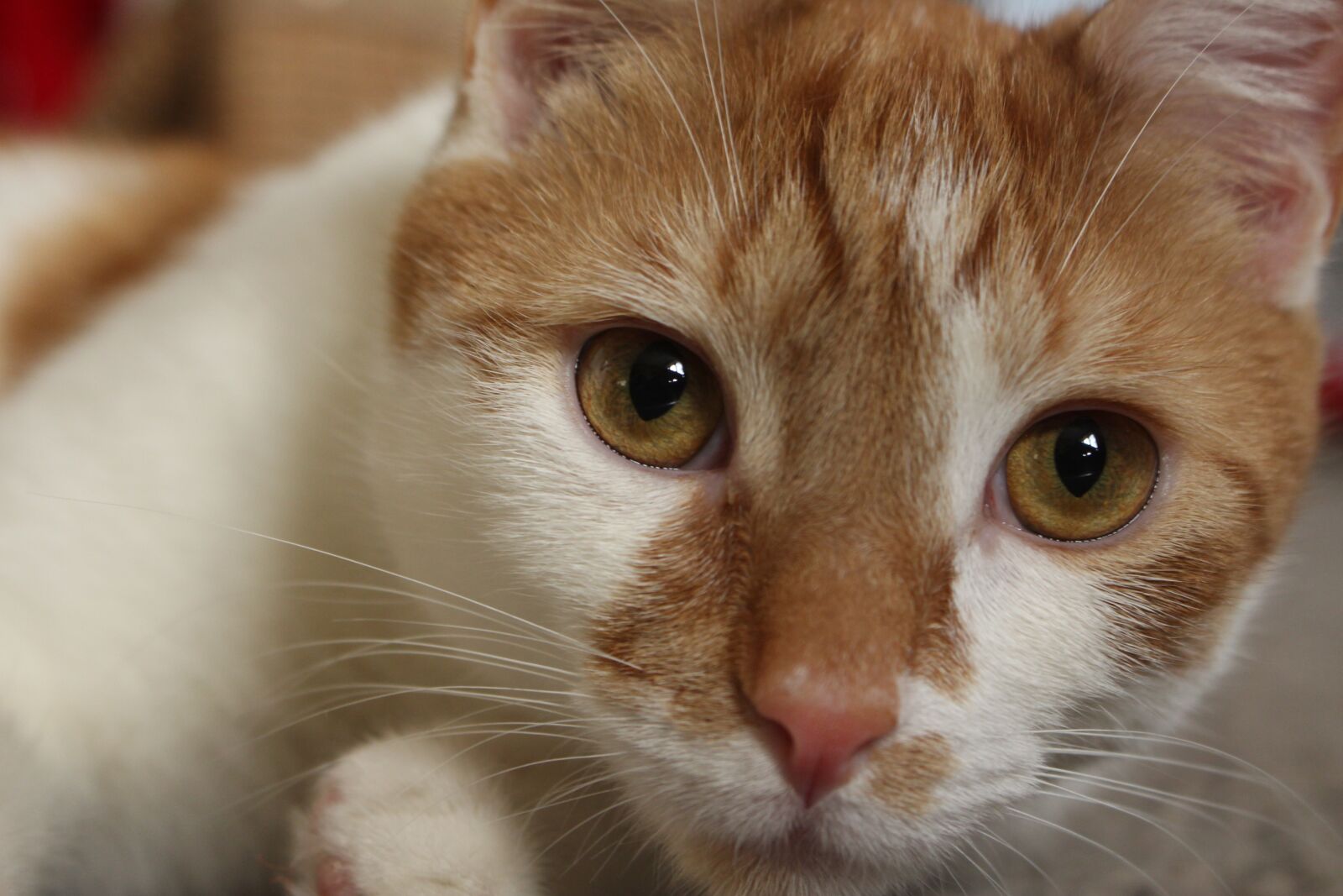 Canon EOS 700D (EOS Rebel T5i / EOS Kiss X7i) sample photo. Cat, kitten, orange photography