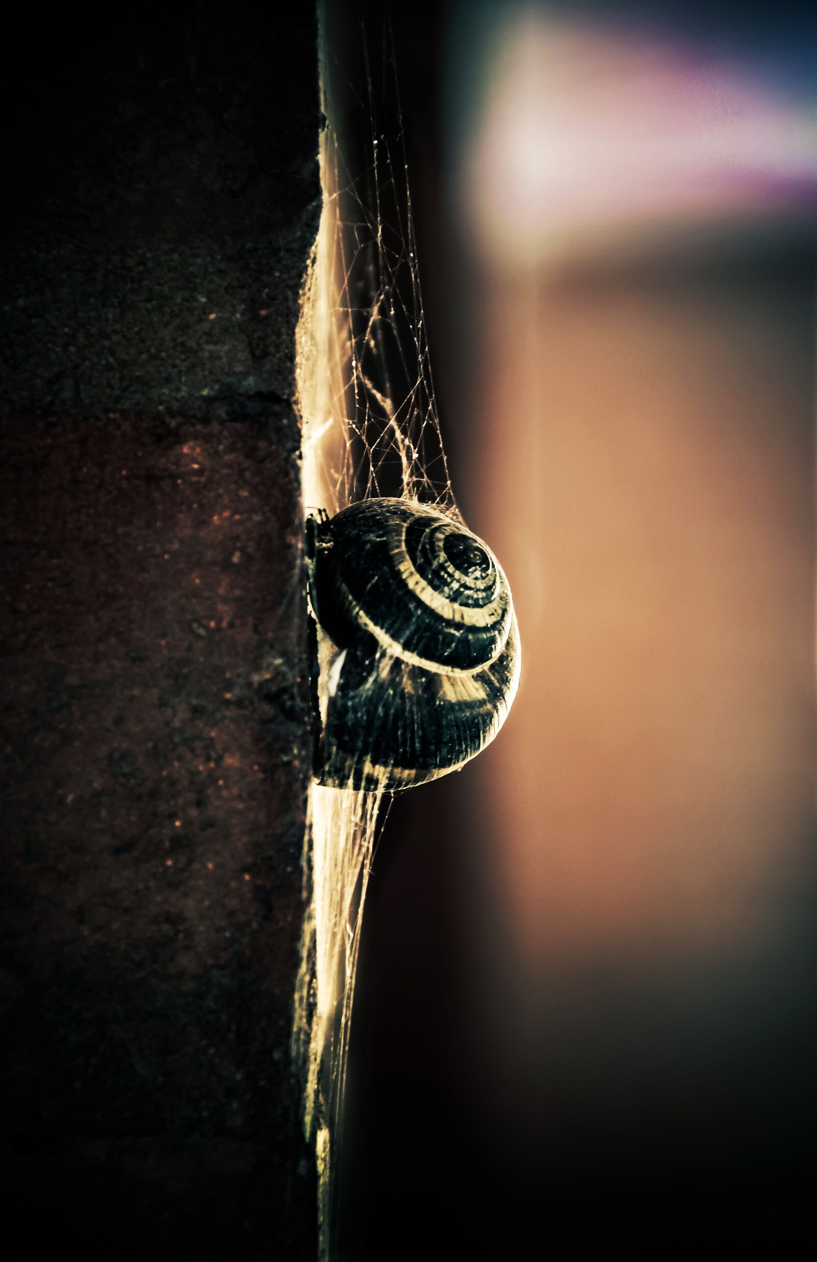 Canon EF-S 18-135mm F3.5-5.6 IS sample photo. Snail, light, colors photography