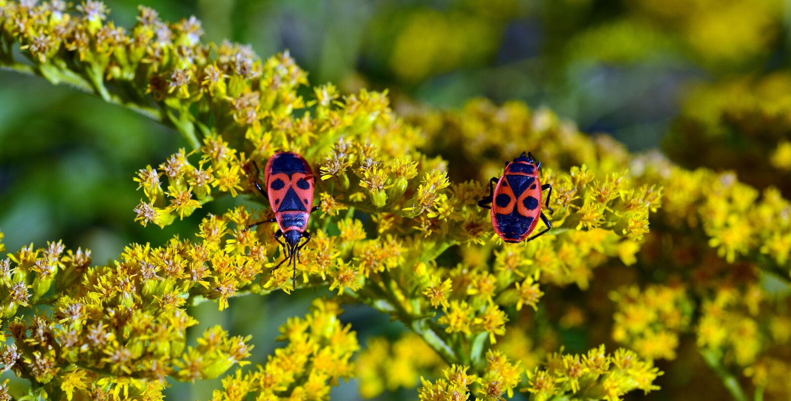 Nikon D5200 sample photo. For beetle, insect beetle photography
