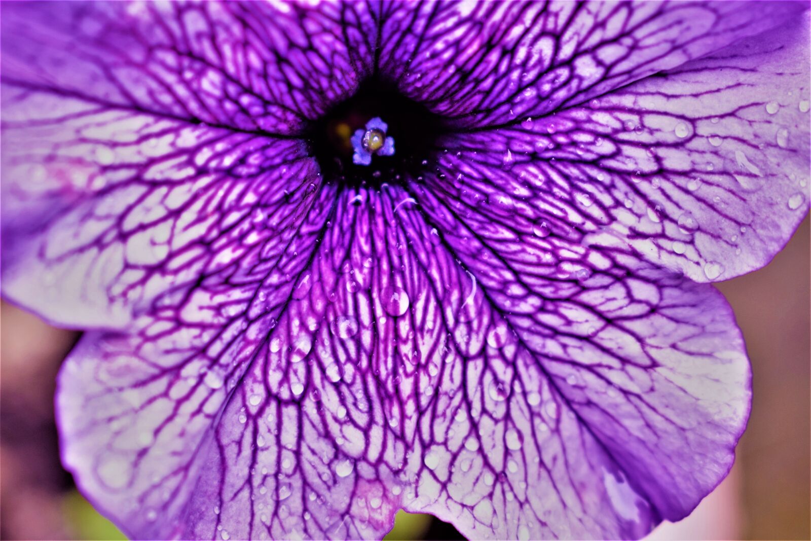 Nikon D3300 sample photo. Plant, nature, flower photography