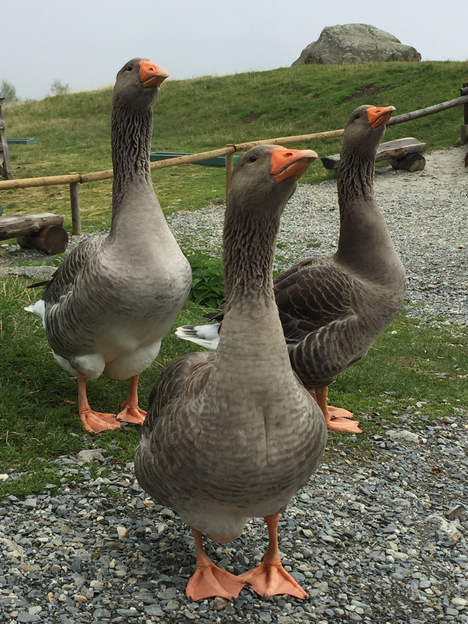 Apple iPhone 6 sample photo. Geese, grey, birds photography