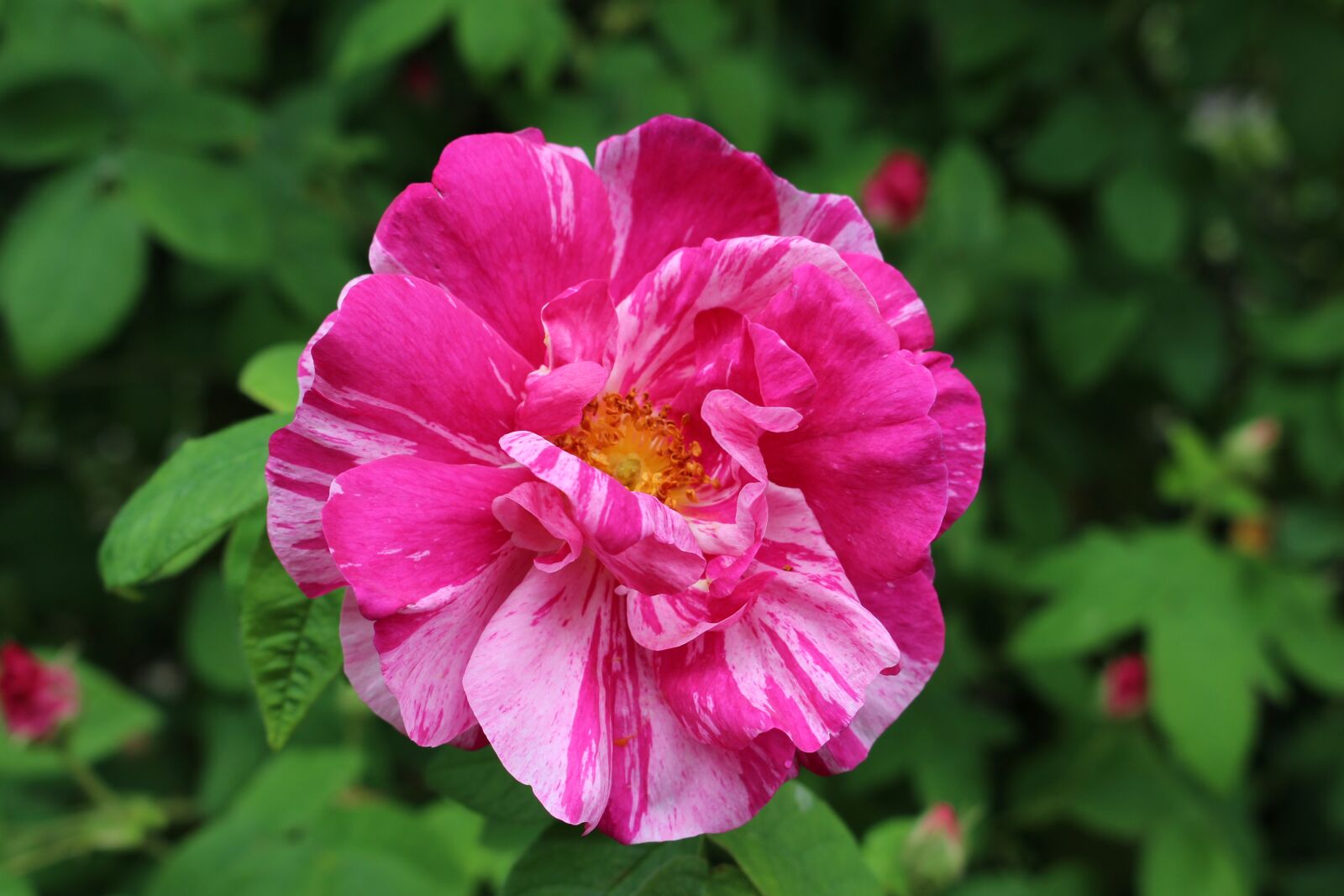 Canon EOS 700D (EOS Rebel T5i / EOS Kiss X7i) sample photo. Purple bloom, rose, close photography