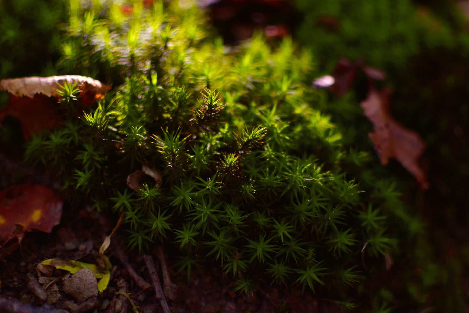 Nikon D5600 sample photo. Forest, moss, nature photography