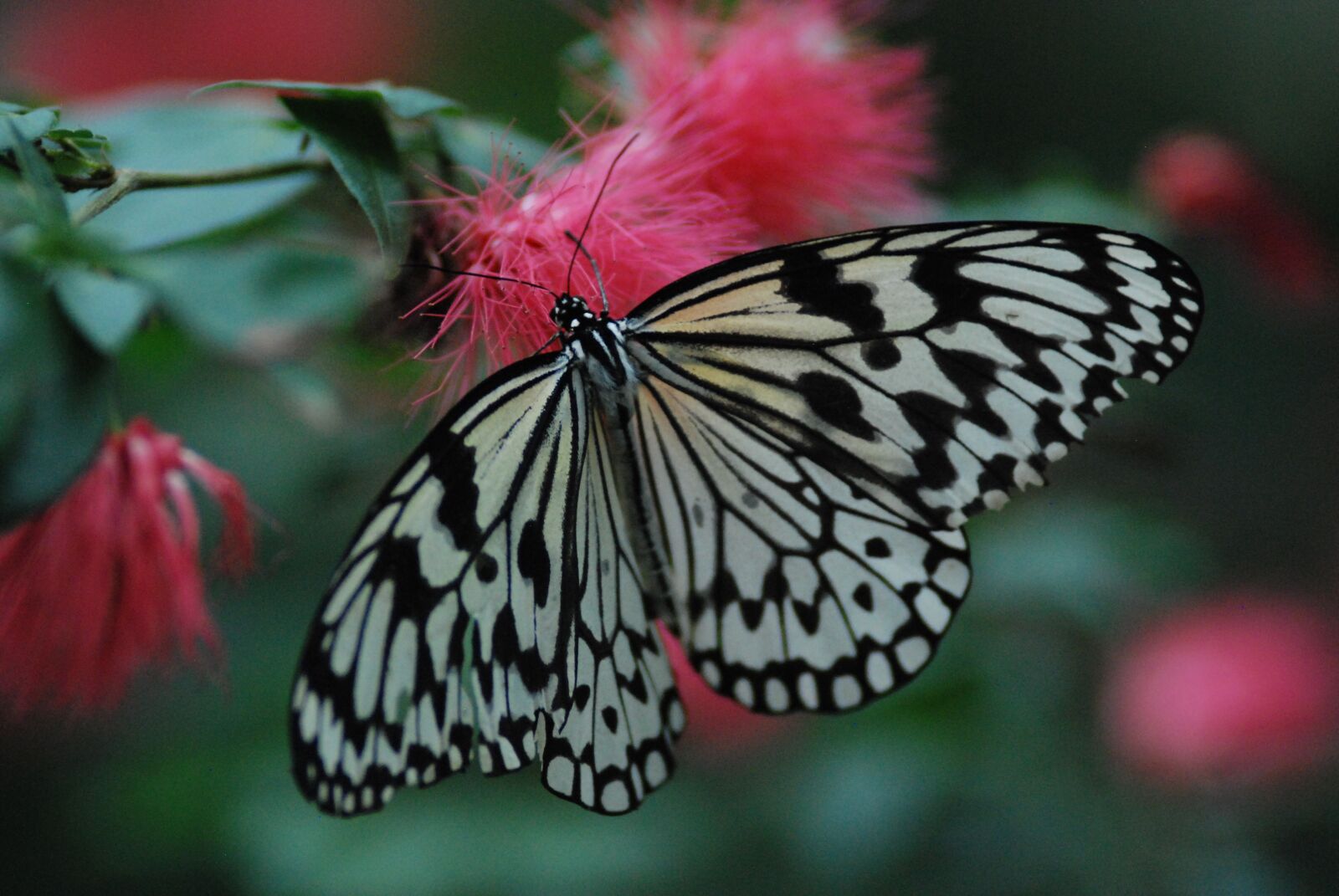 Nikon D80 sample photo. Butterfly, beautiful, spread wings photography