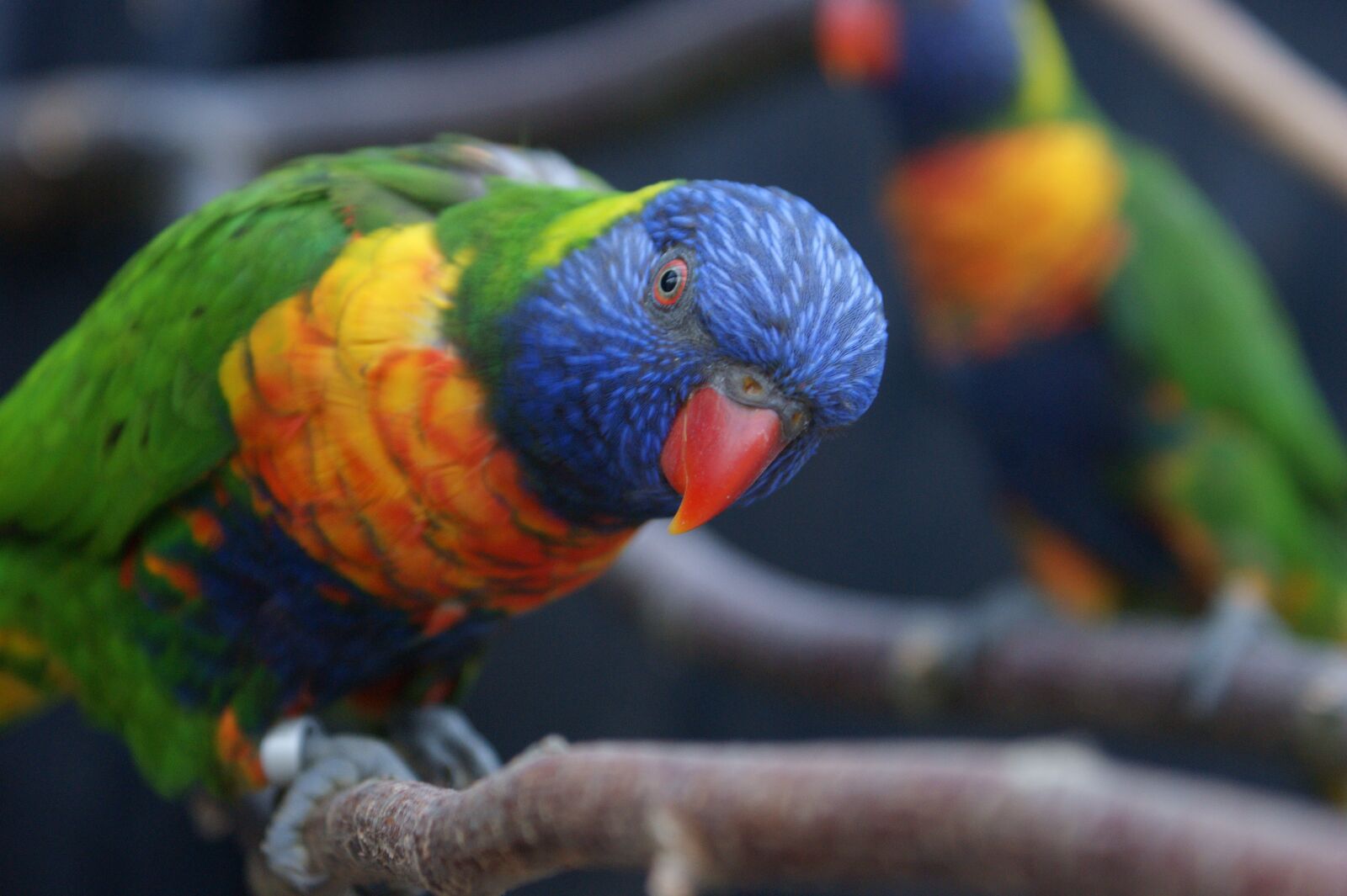 Sony Alpha DSLR-A350 sample photo. Parrot, colors, natural photography