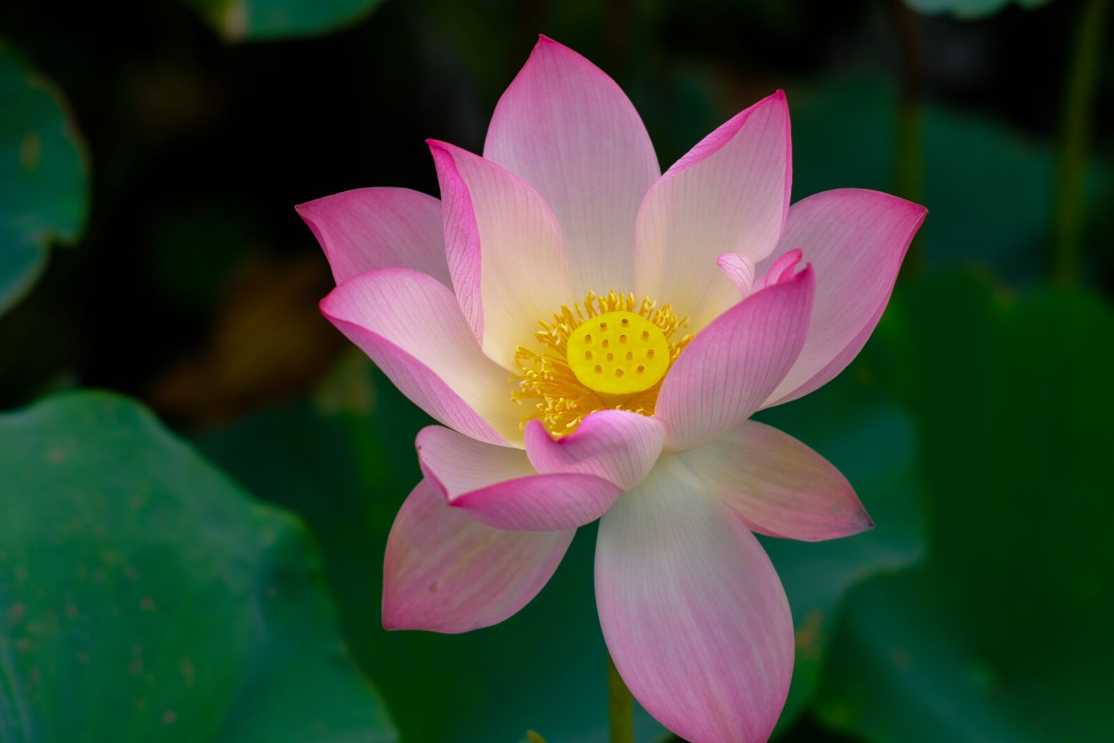 Fujifilm X-T2 sample photo. Lotus, flower, vietnam lotus photography