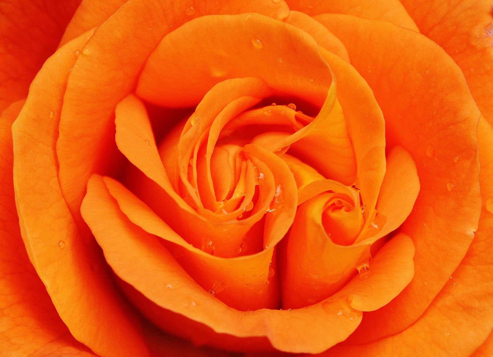 Nikon D3200 sample photo. Rose, orange, close up photography