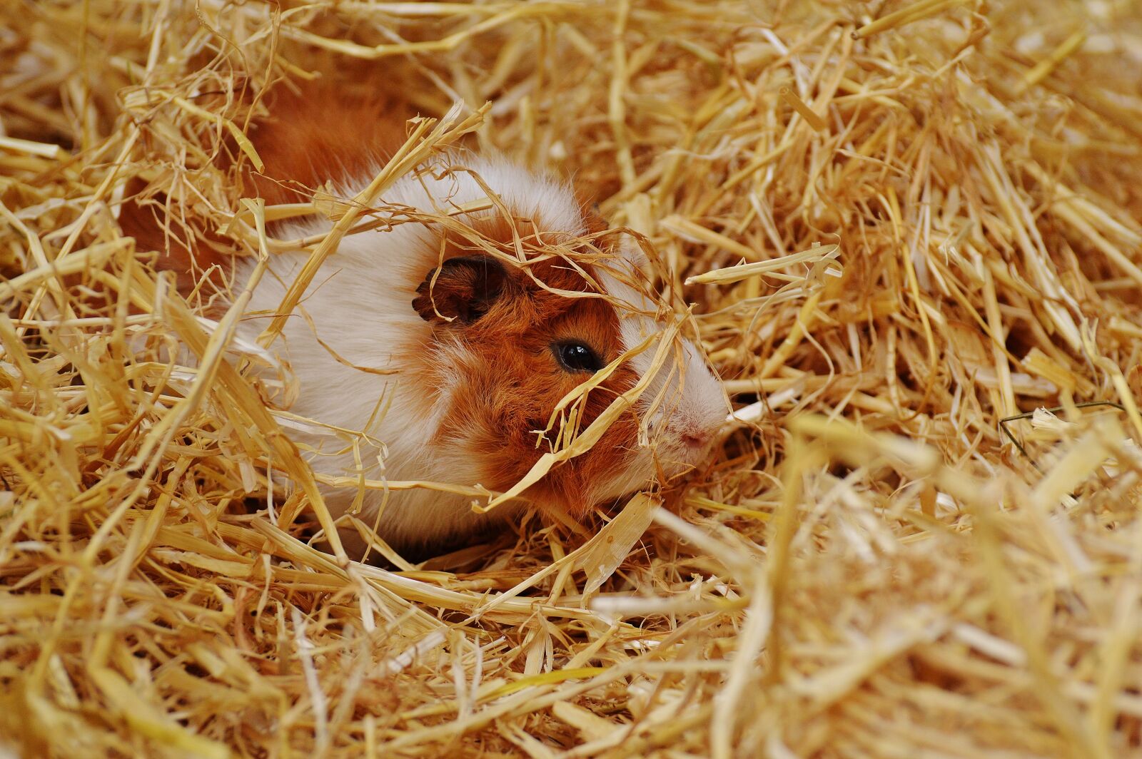 Nikon D3200 sample photo. Guinea pig, wildpark poing photography