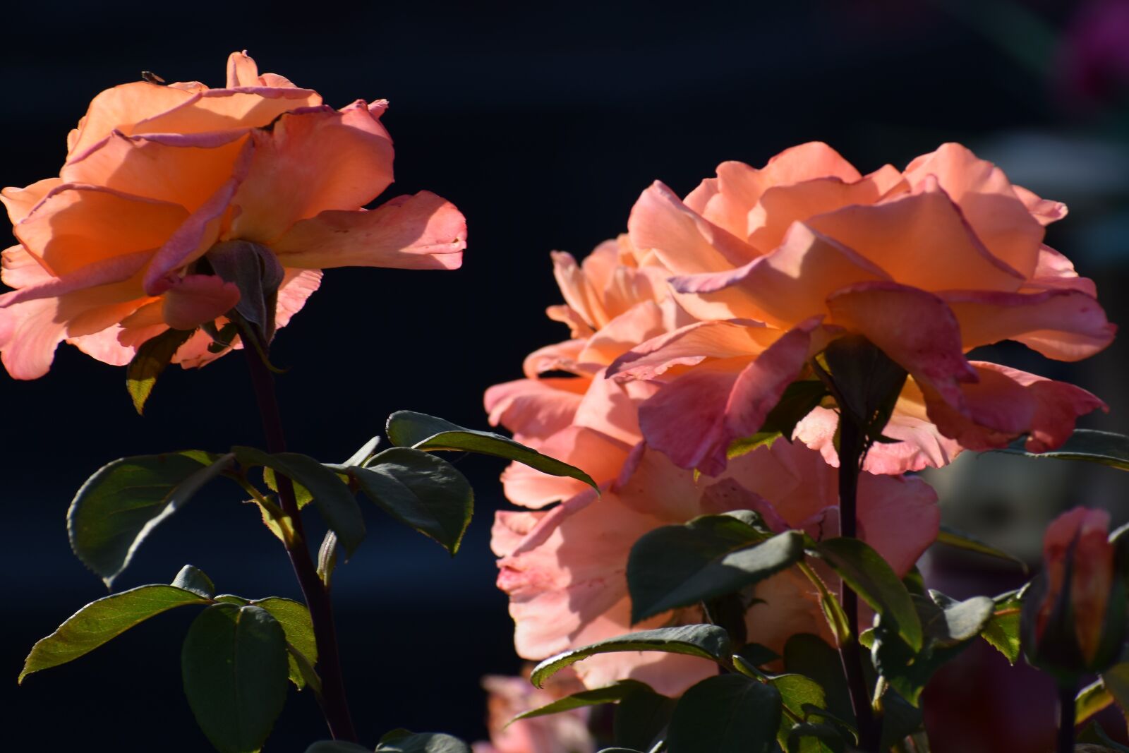 Nikon D3300 sample photo. Orange roses, blooming, blossom photography