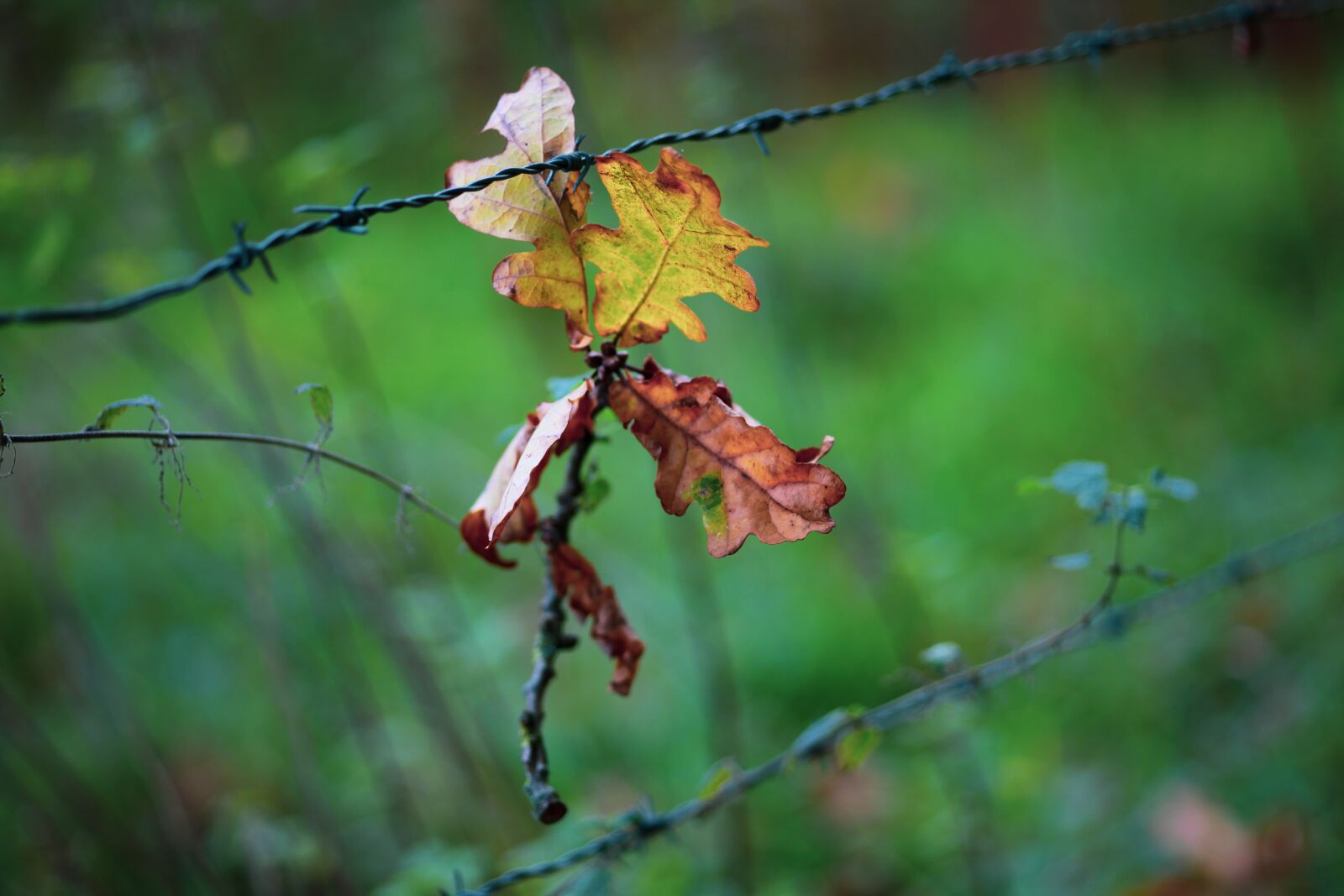 Canon EOS 5D Mark II sample photo. Oak, barbed wire, symbolism photography