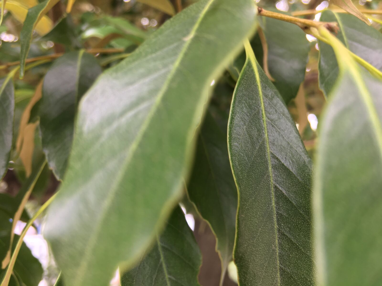 iPhone 6s Plus back camera 4.15mm f/2.2 sample photo. Nature, leaf, close-up photograph photography