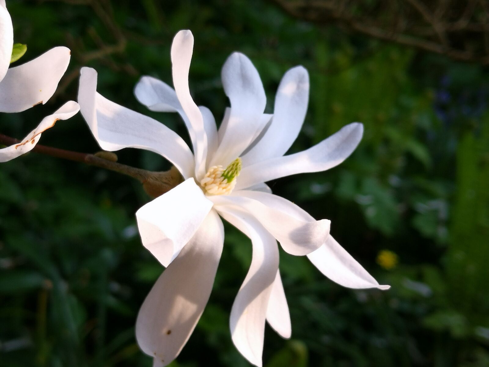 HUAWEI Mate 10 Pro sample photo. White, star, magnolia photography