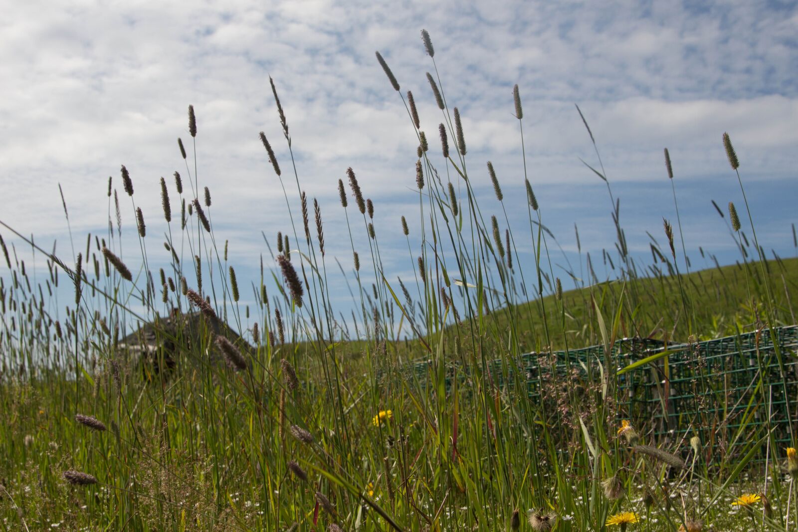 Canon EOS 700D (EOS Rebel T5i / EOS Kiss X7i) sample photo. Iles-de-la-madeleine, seed, entry island photography
