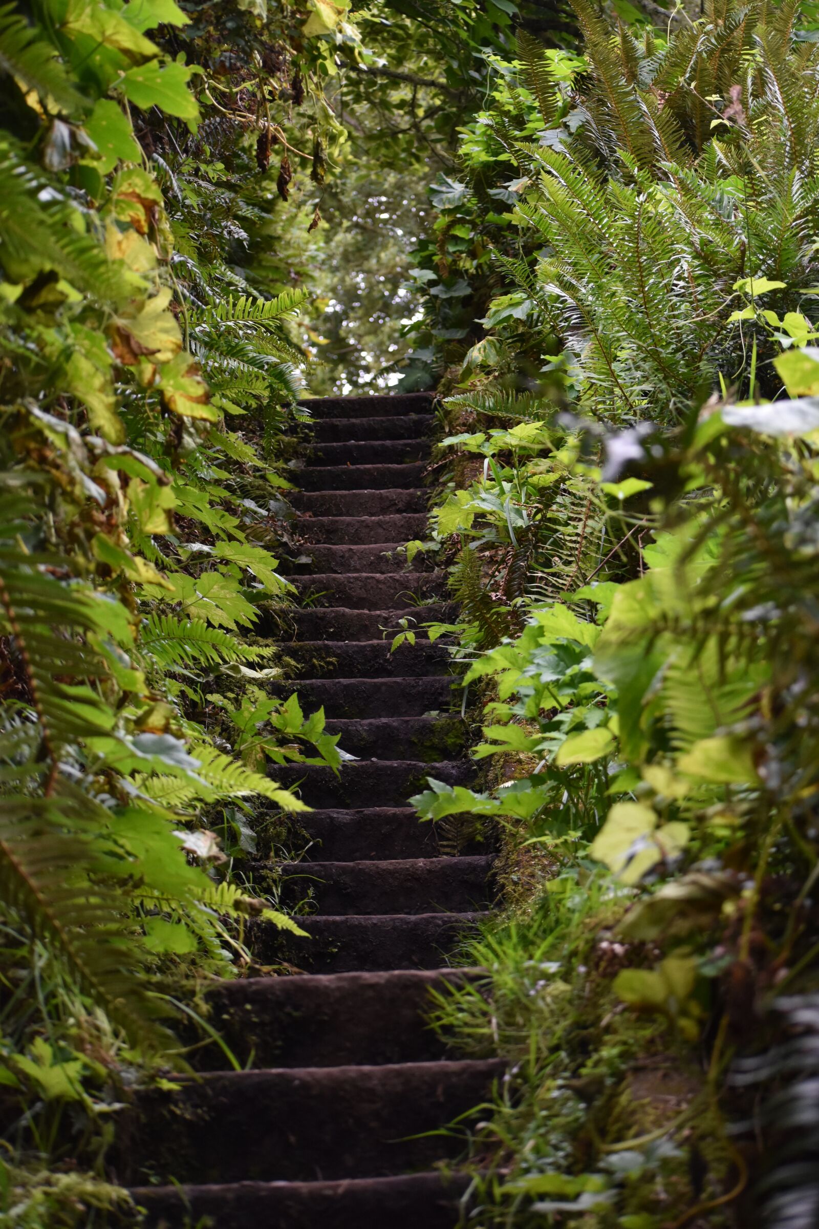 Nikon D3500 sample photo. Stairs, stairway, path photography