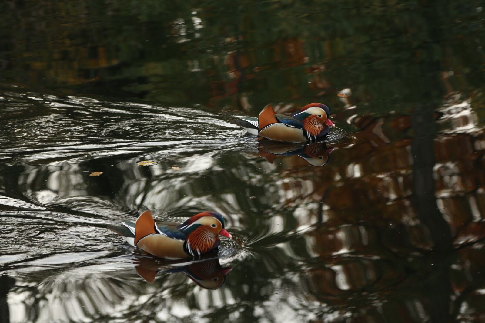 Canon EOS 70D + Canon EF 24-105mm F4L IS USM sample photo. Stuttgart, killesberg, duck photography