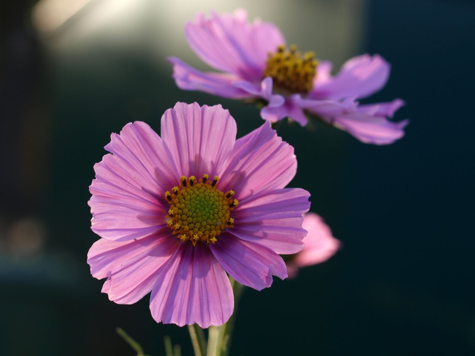 Olympus E-520 (EVOLT E-520) sample photo. Aster, flower, bloom photography