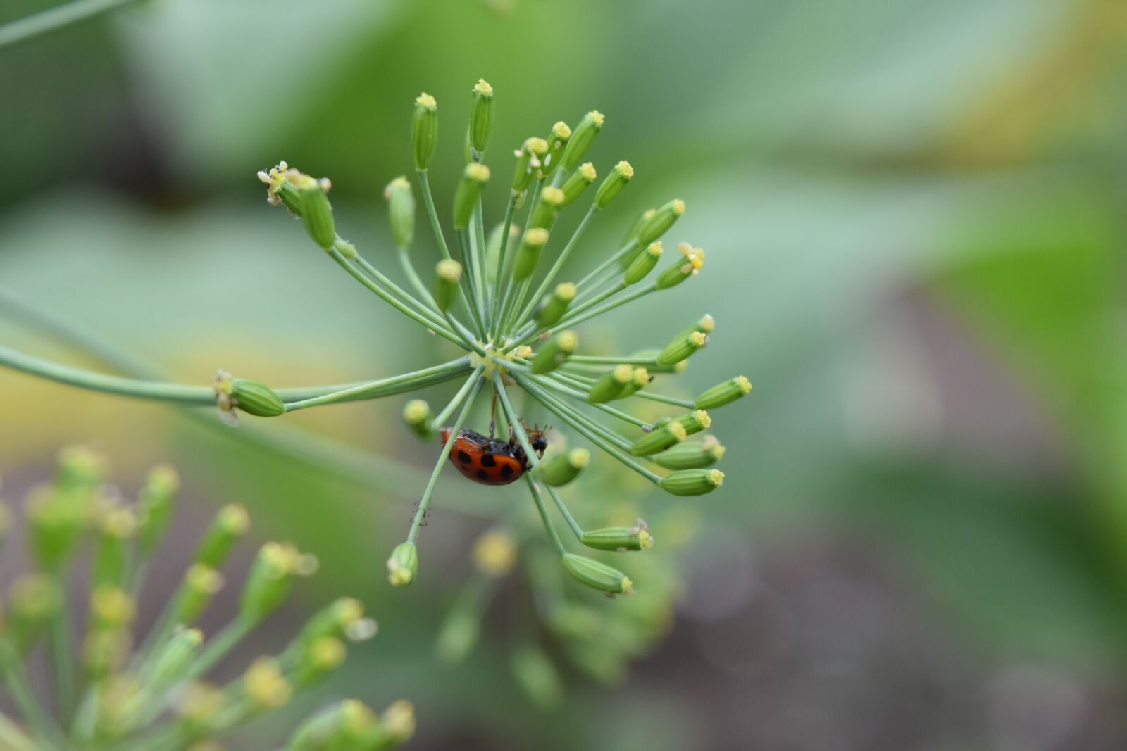 Nikon D7200 sample photo. Nature, leaf, no one photography