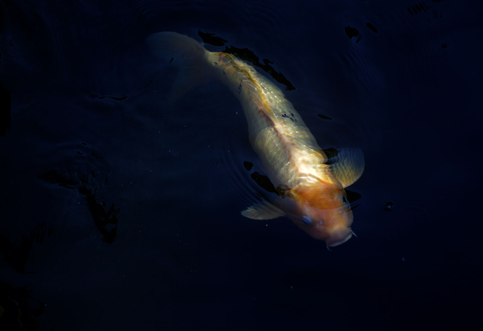 Canon EOS 550D (EOS Rebel T2i / EOS Kiss X4) sample photo. Fish photography