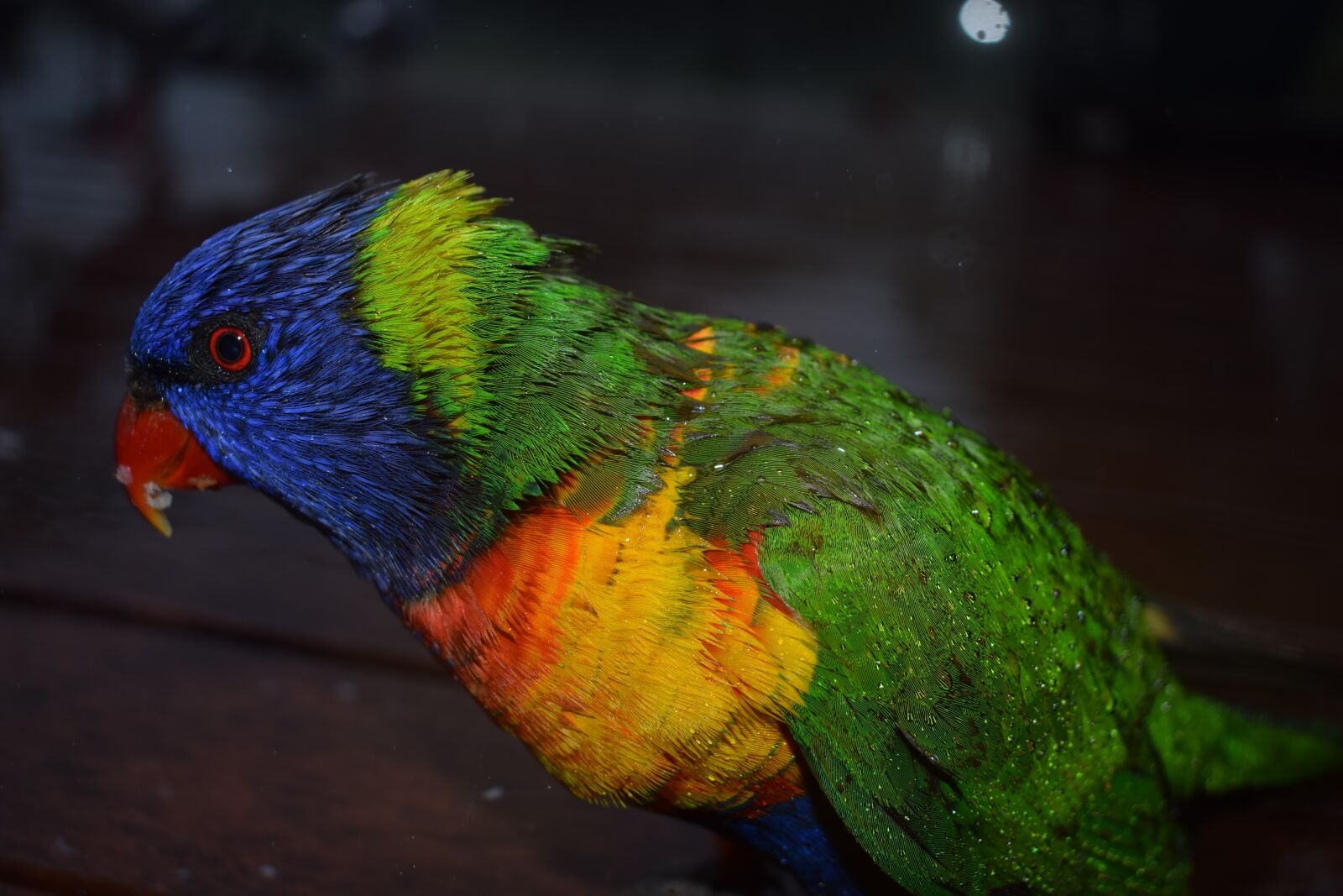 Nikon D3300 sample photo. Bird, australia, cockatoo photography