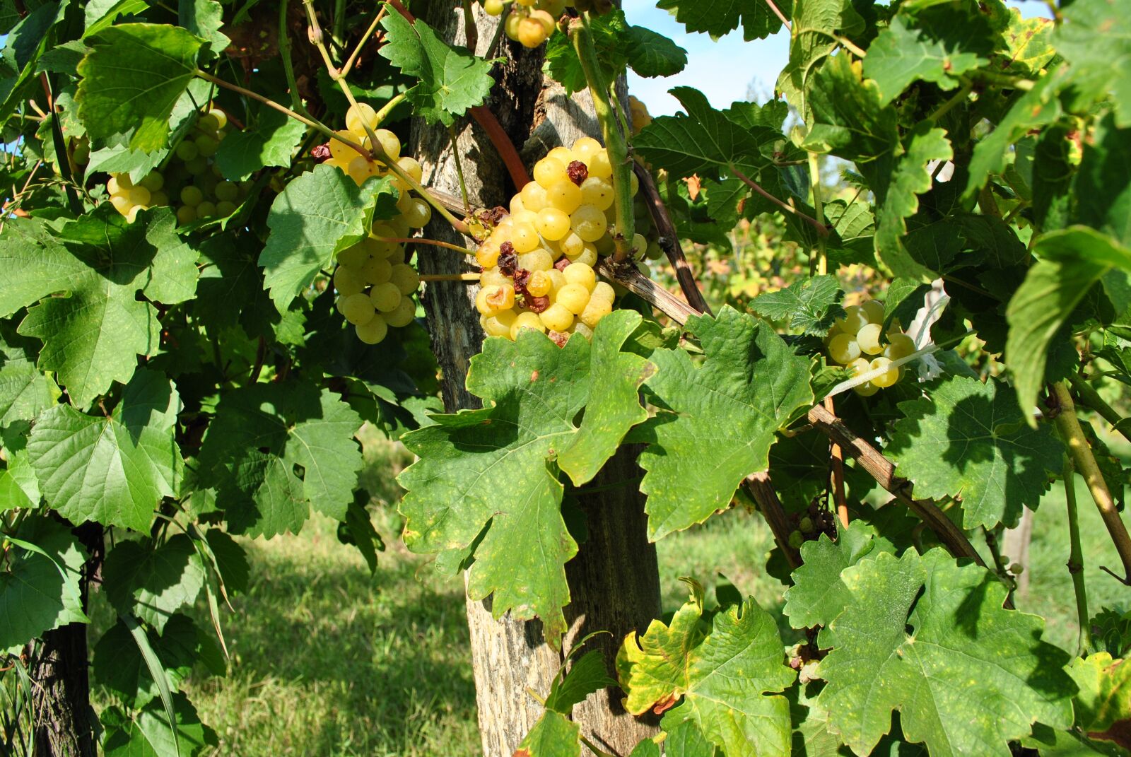 Nikon D3000 sample photo. Vintage, wine, winery photography