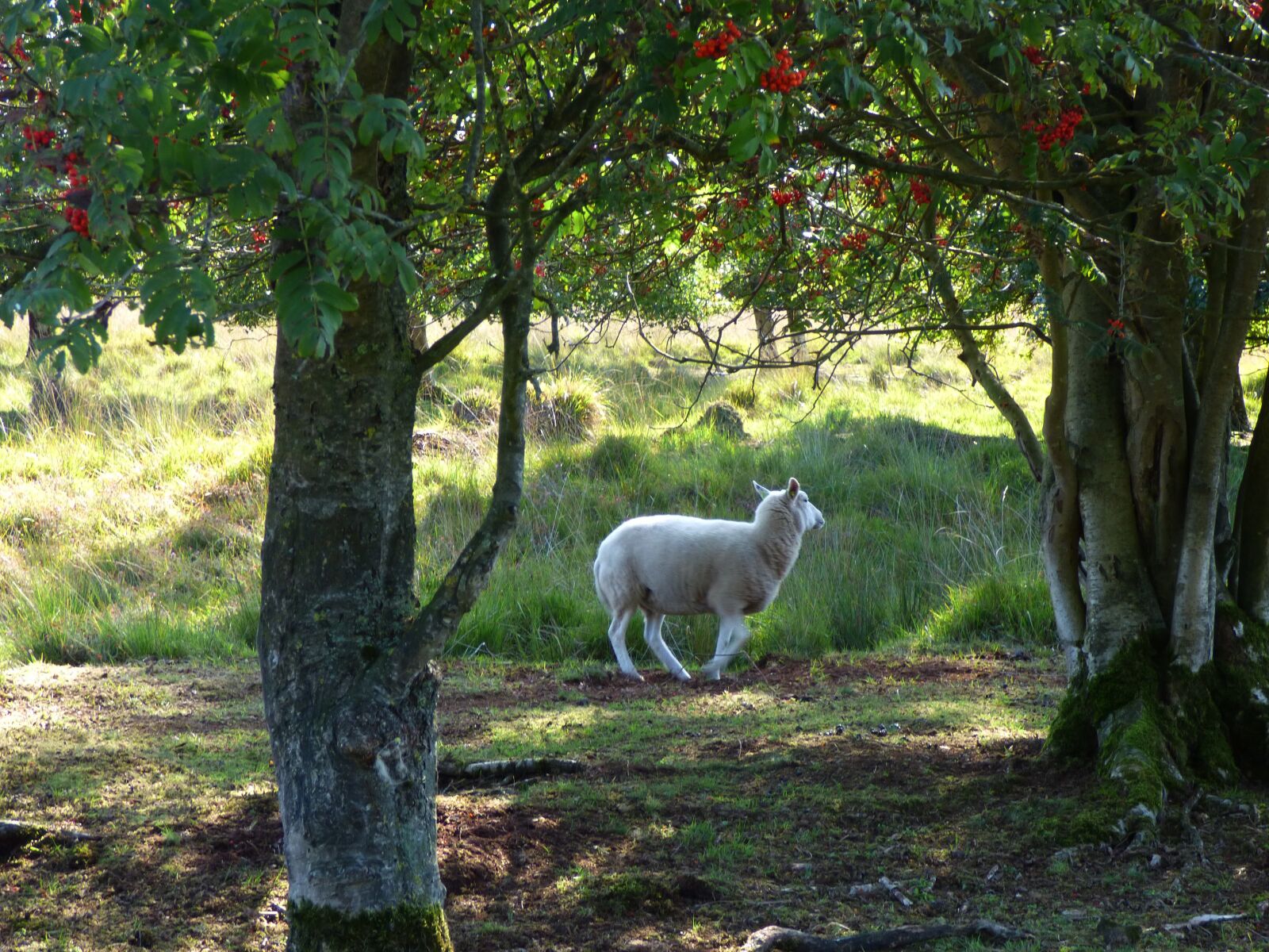 Panasonic DMC-FZ72 sample photo. Holland, sheep, netherlands photography