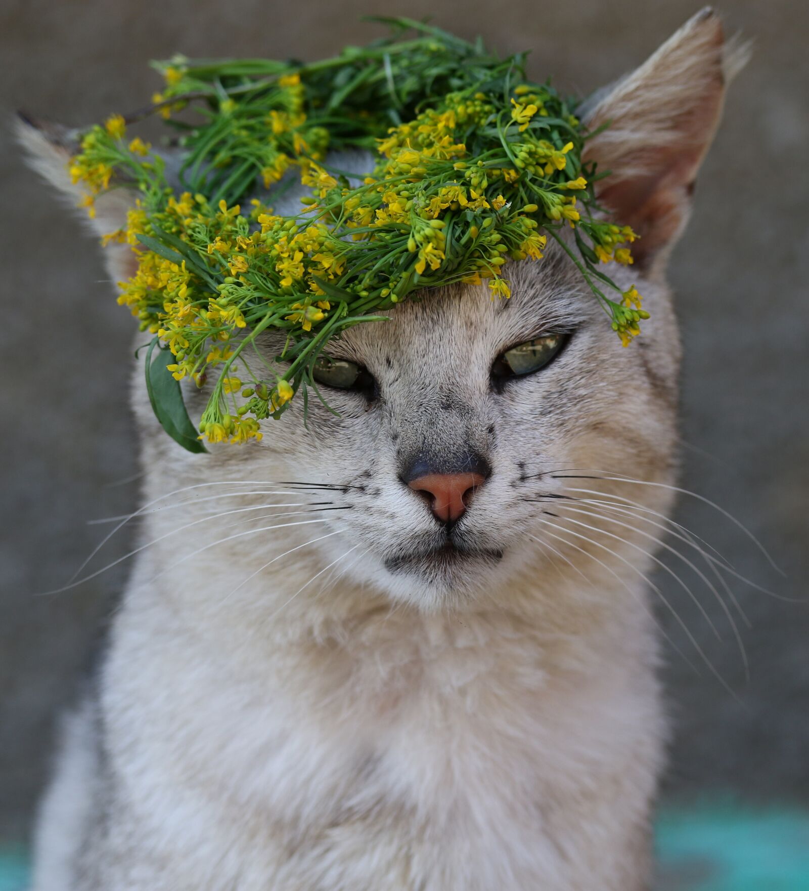 Canon EF-S 60mm F2.8 Macro USM sample photo. Cat, flower, wreath photography
