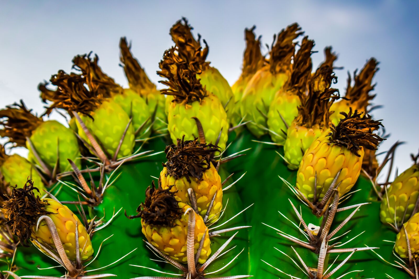Nikon D3300 sample photo. Cactus, fruit, flower photography